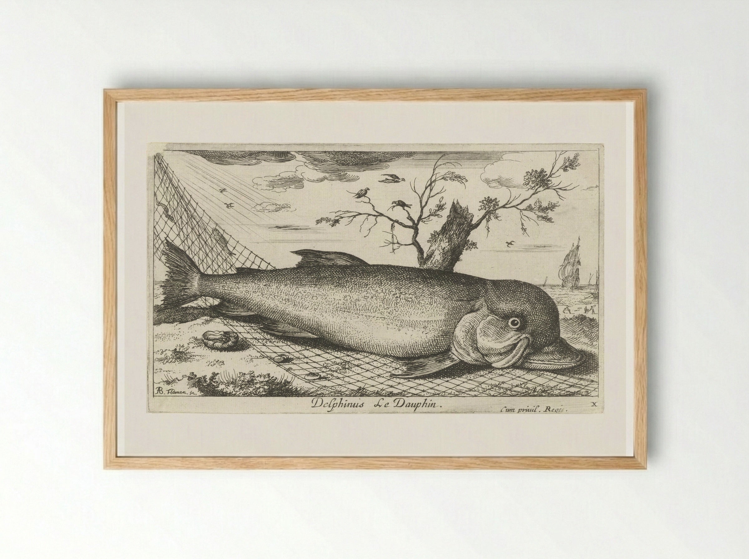Dolfijn in een visnet - Jacques van Merlen - Framed Print Wood