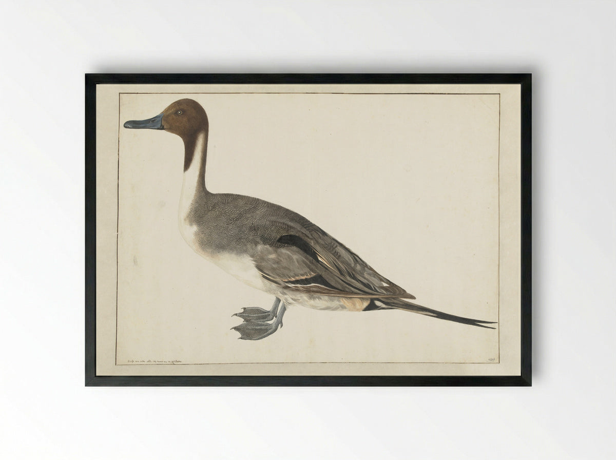 Drake Pintail - Rochus van Veen - Framed Print Black