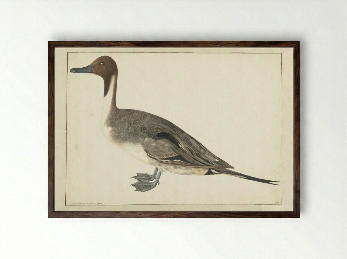 Drake Pintail - Rochus van Veen - Framed Print Dark Wood