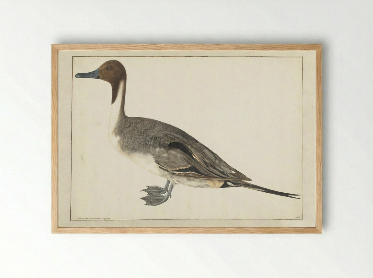 Drake Pintail - Rochus van Veen - Framed Print Wood