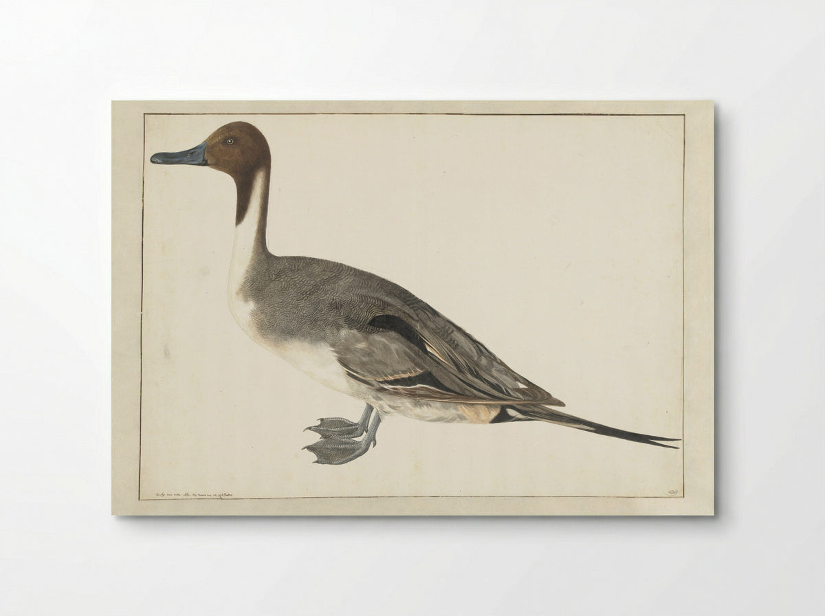 Drake Pintail - Rochus van Veen - Poster