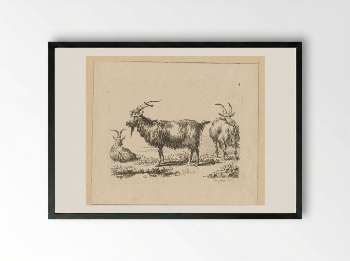 Drie geiten - François Vivares - Framed Print Black