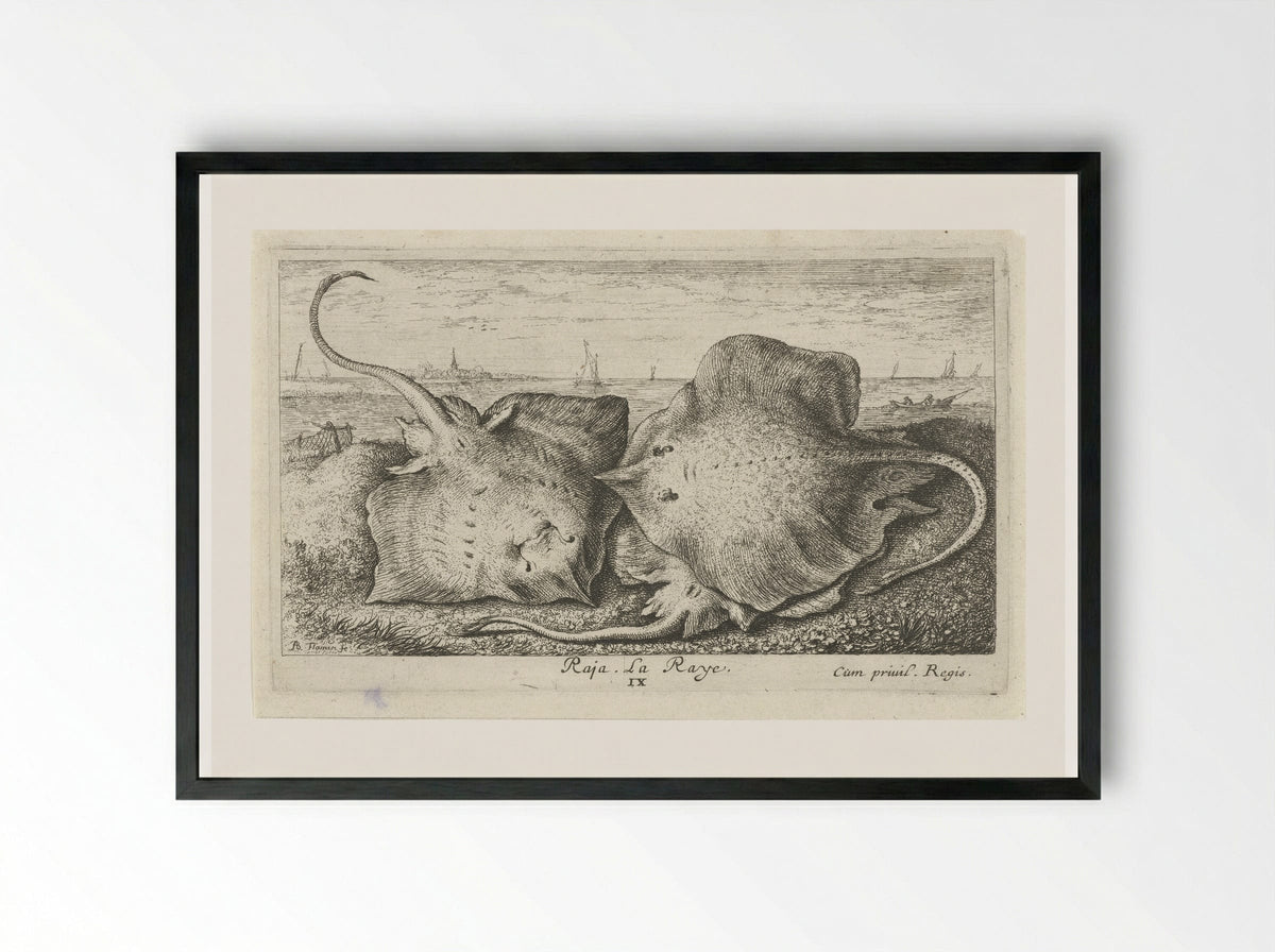 Drie roggen op het strand - Albert Flamen - Framed Print Black
