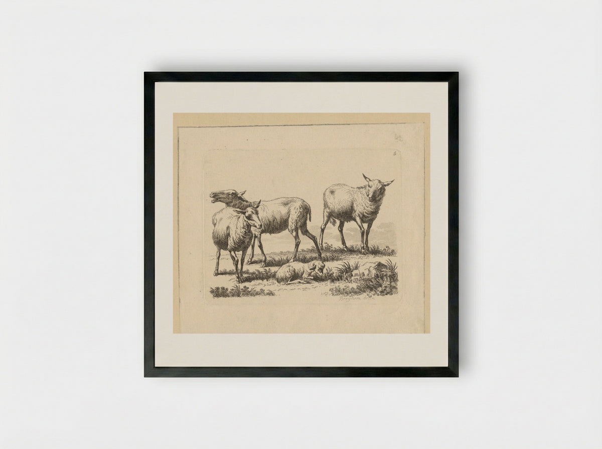 Drie schapen en een lam - François Vivares - Framed Print Black