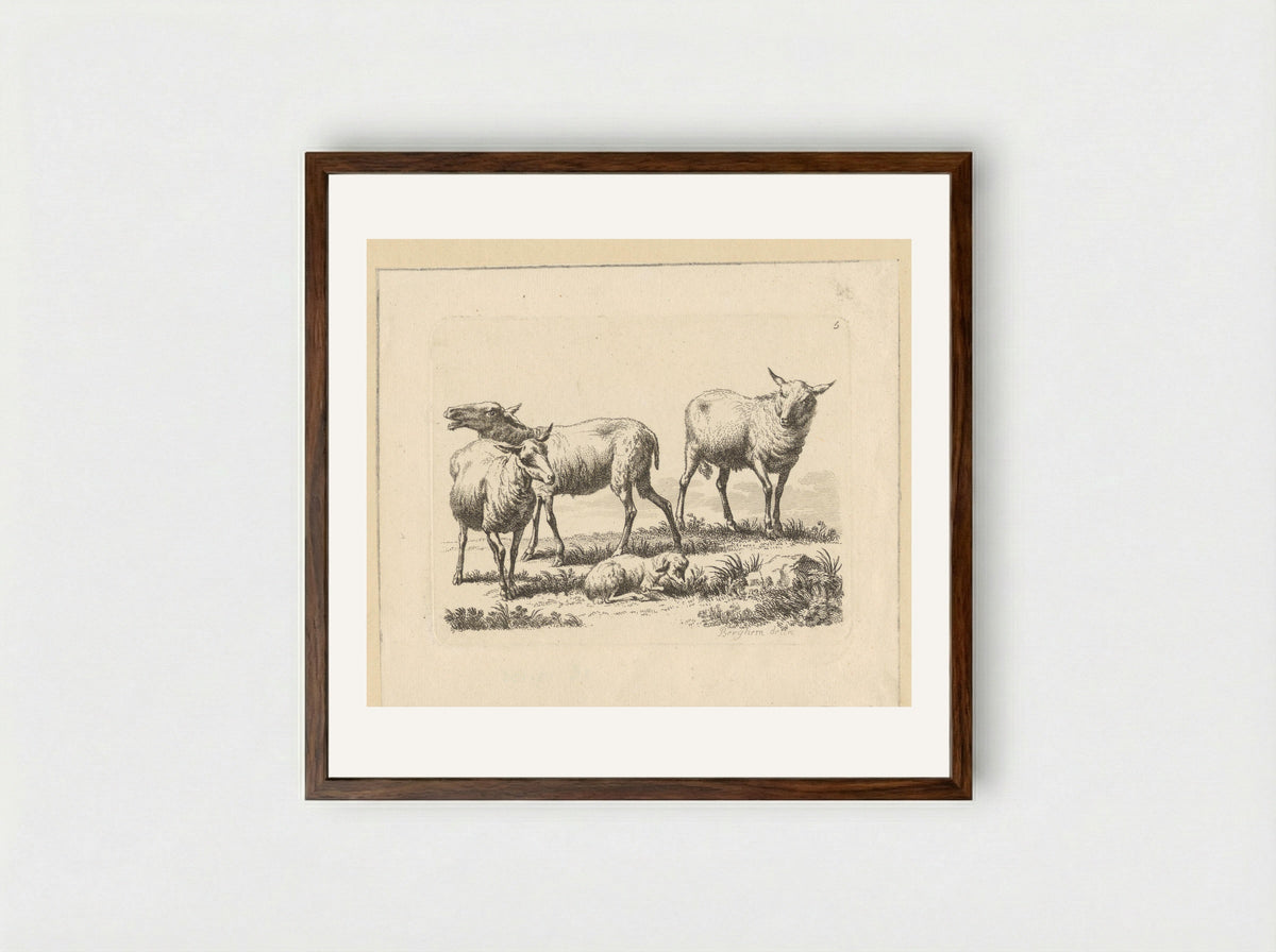 Drie schapen en een lam - François Vivares - Framed Print Dark Wood