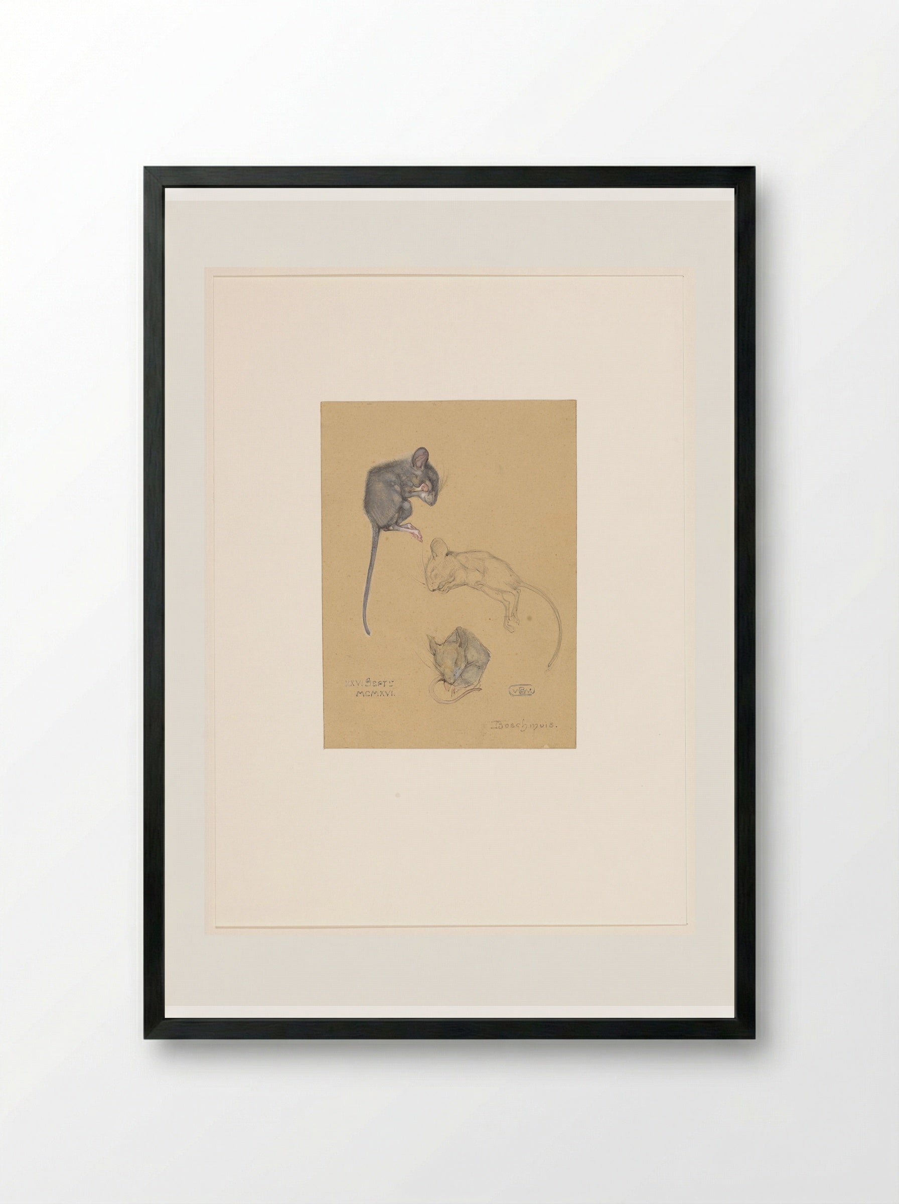 Drie studies van een bosmuis - Bernard Willem Wierink - Framed Print Black