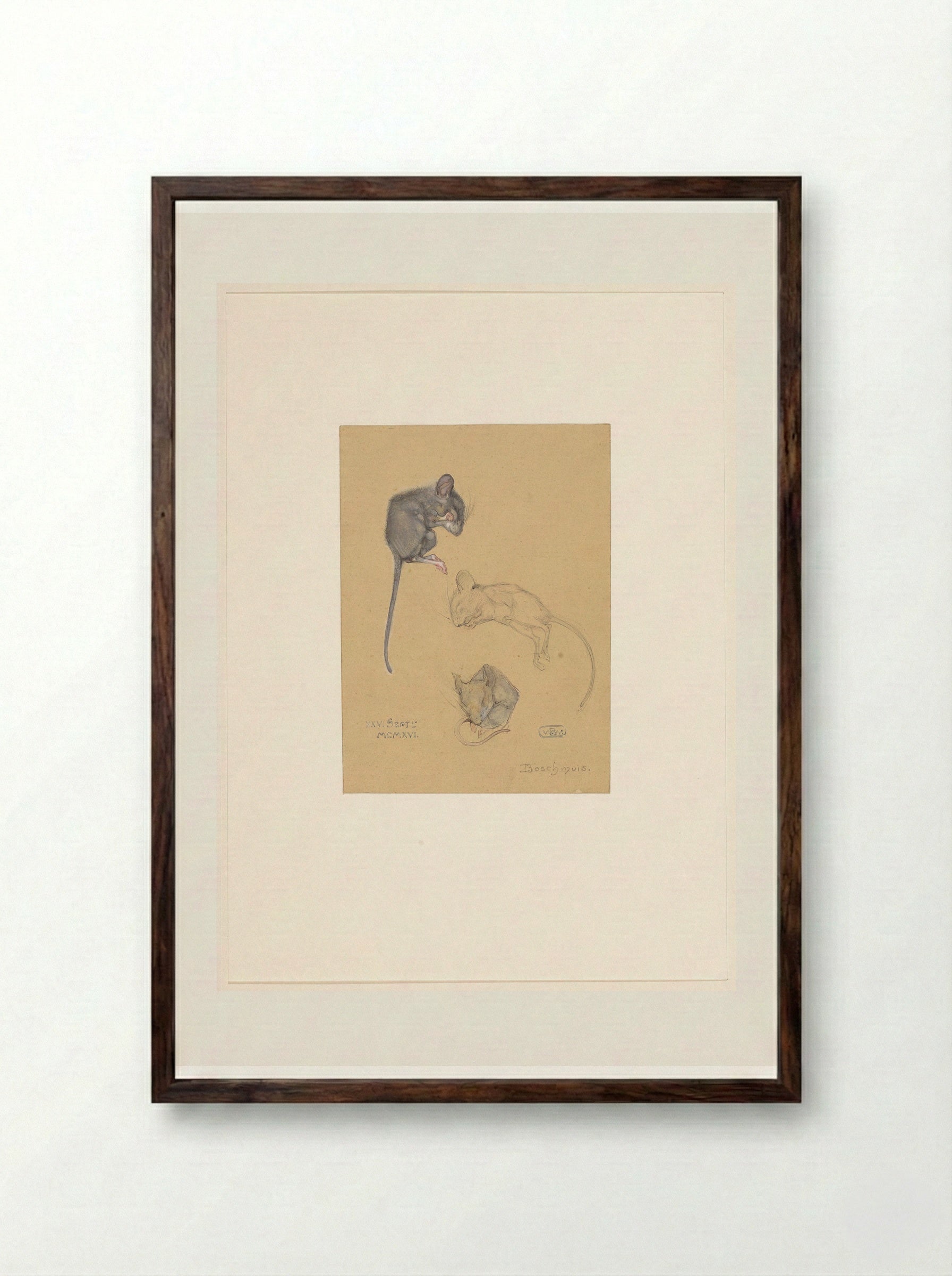 Drie studies van een bosmuis - Bernard Willem Wierink - Framed Print Dark Wood