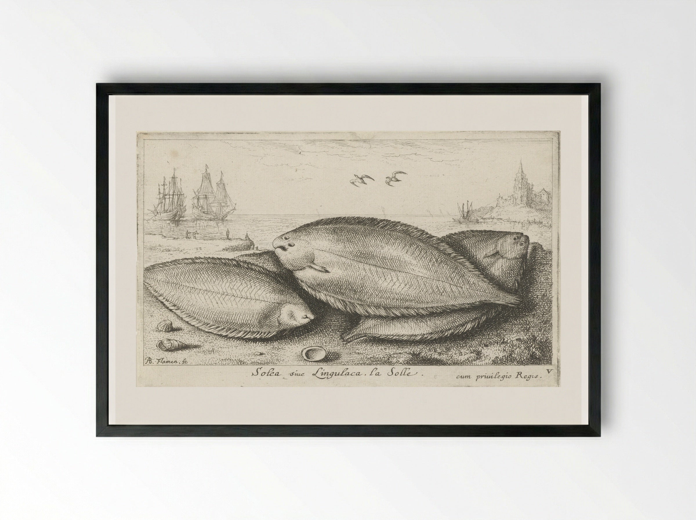 Drie zeetongen op het strand - Albert Flamen - Framed Print Black