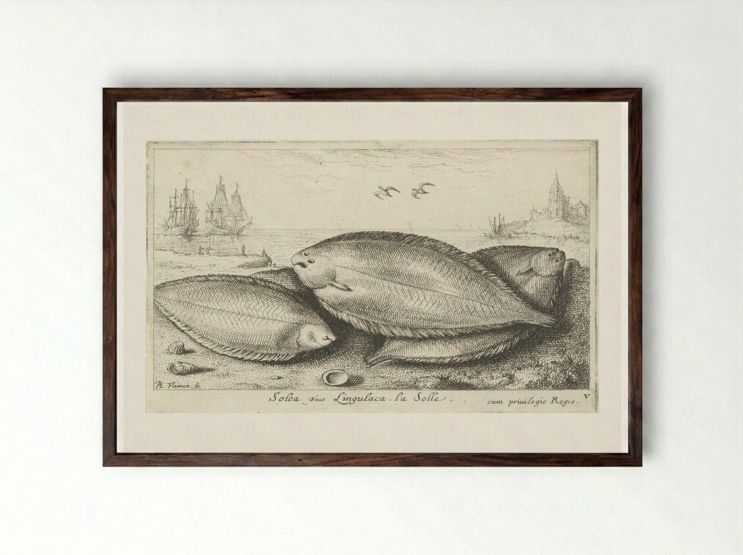 Drie zeetongen op het strand - Albert Flamen - Framed Print Dark Wood
