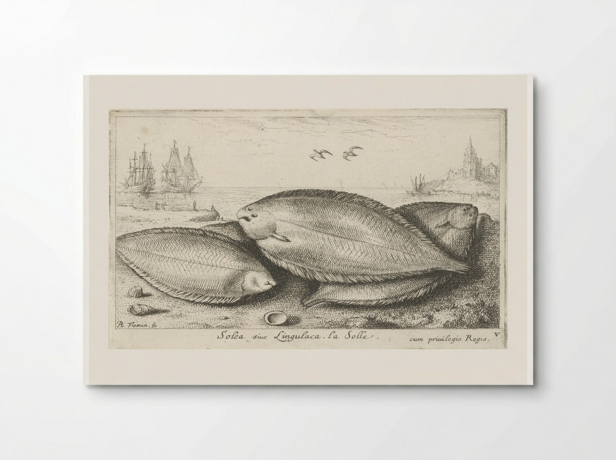 Drie zeetongen op het strand - Albert Flamen - Poster