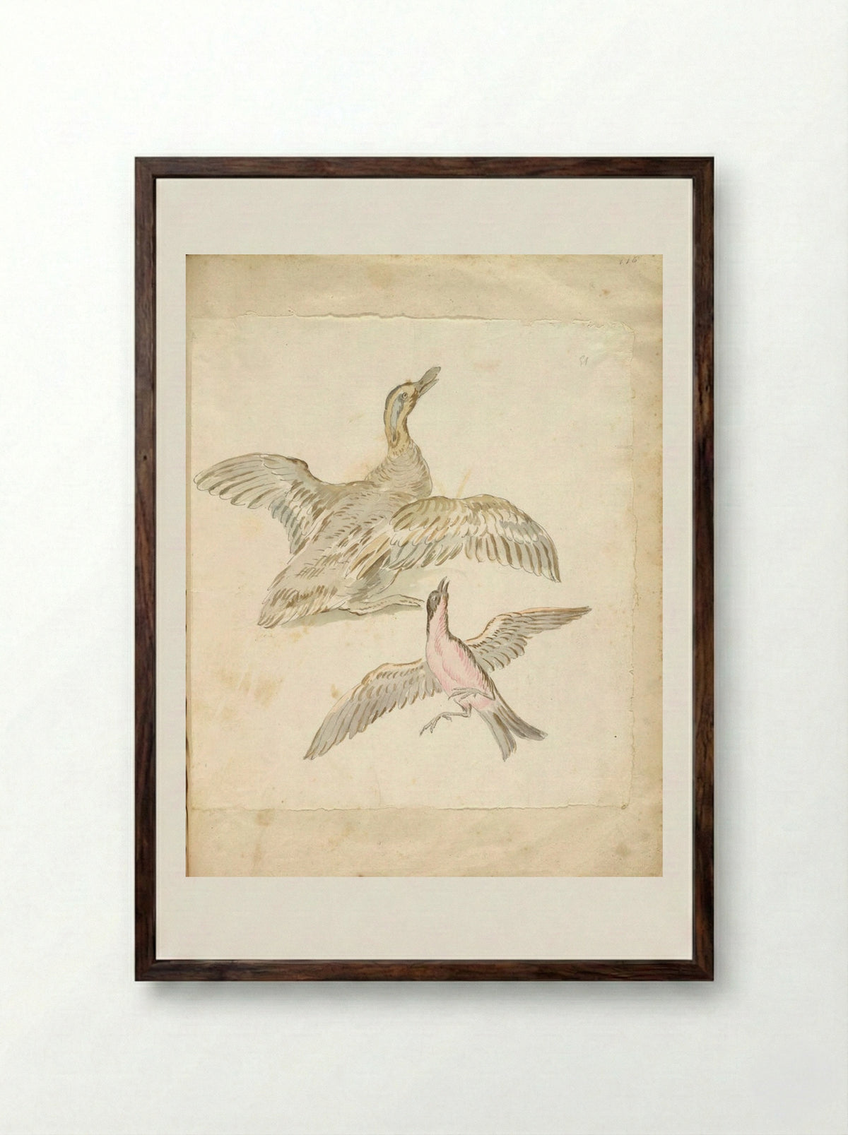 Duck and Bird, both with Wings Extended - Jean-Baptiste Oudry - Framed Print Dark Wood