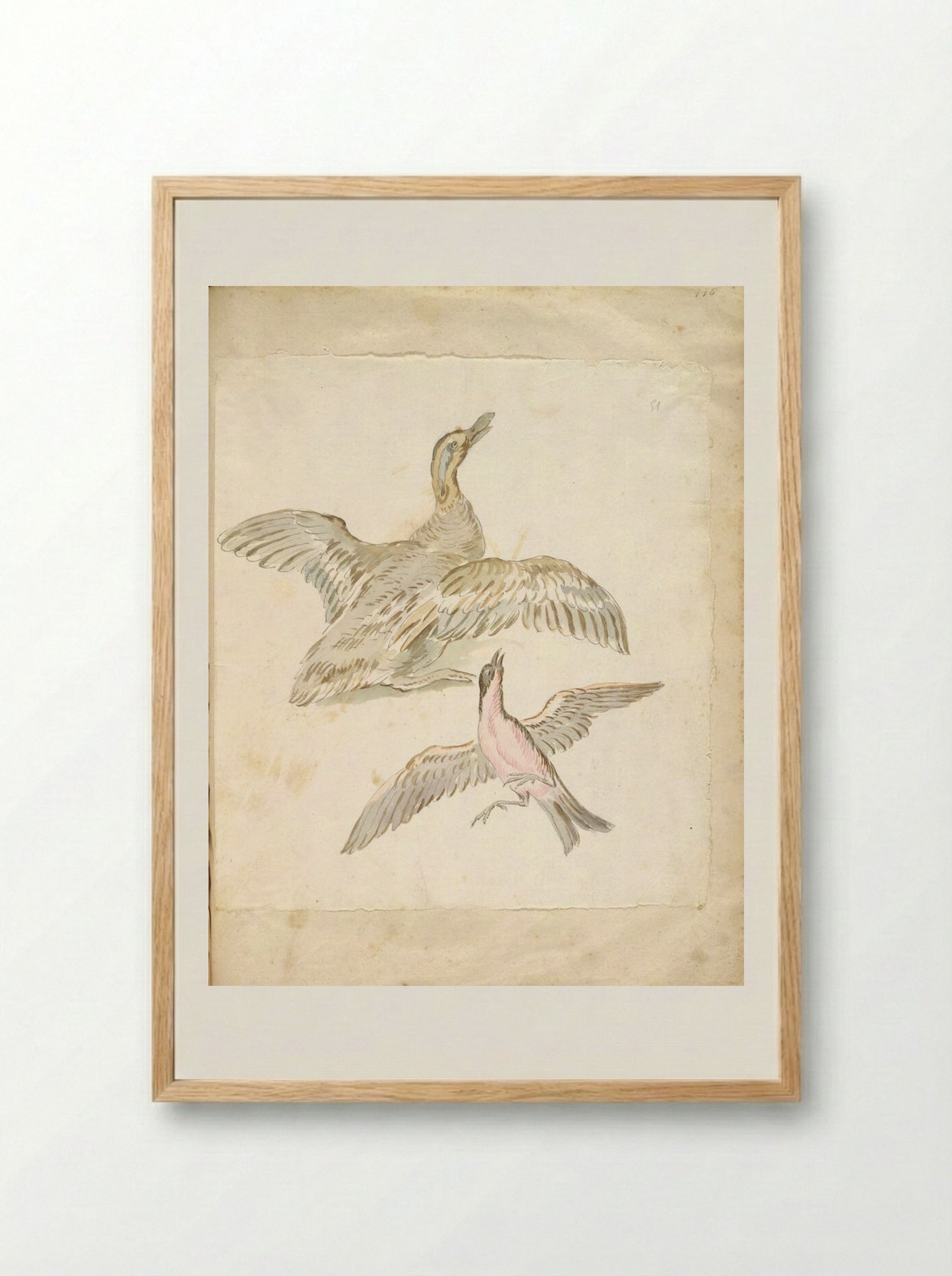 Duck and Bird, both with Wings Extended - Jean-Baptiste Oudry - Framed Print Wood
