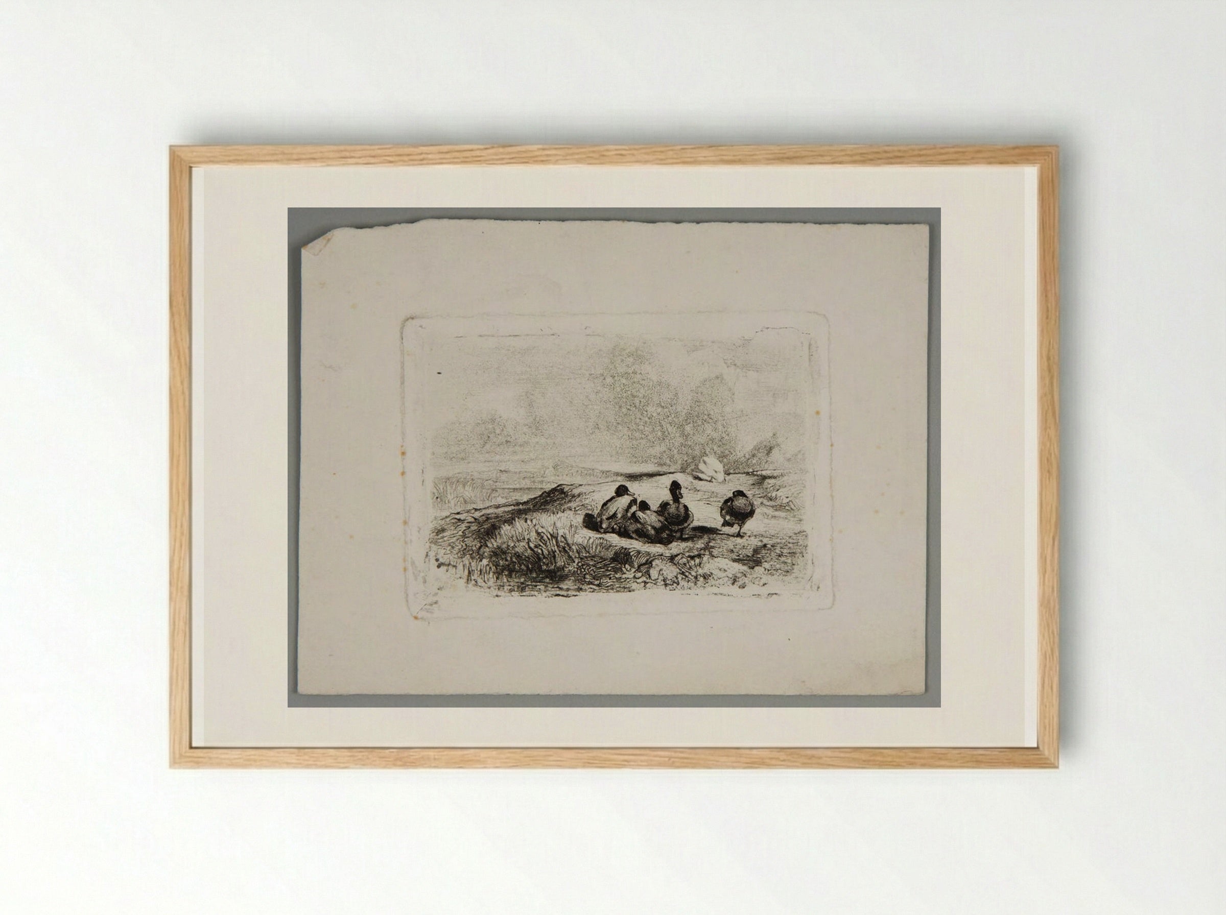 Ducks - Karl Bodmer - Framed Print Wood