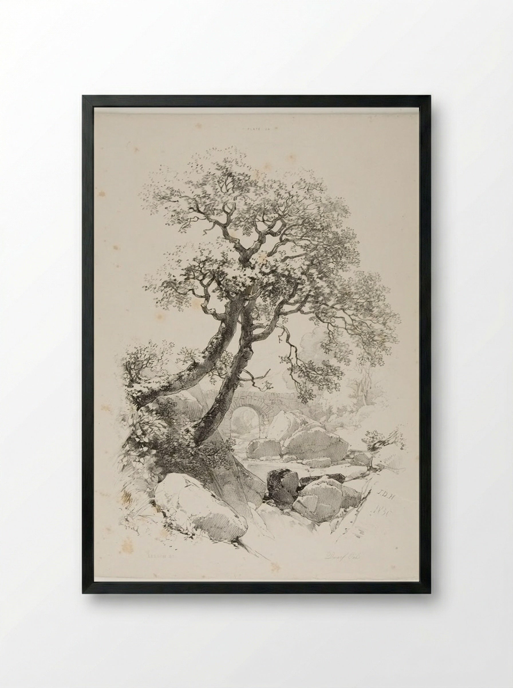 Dwarf Oaks - James Duffield Harding - Framed Print Black