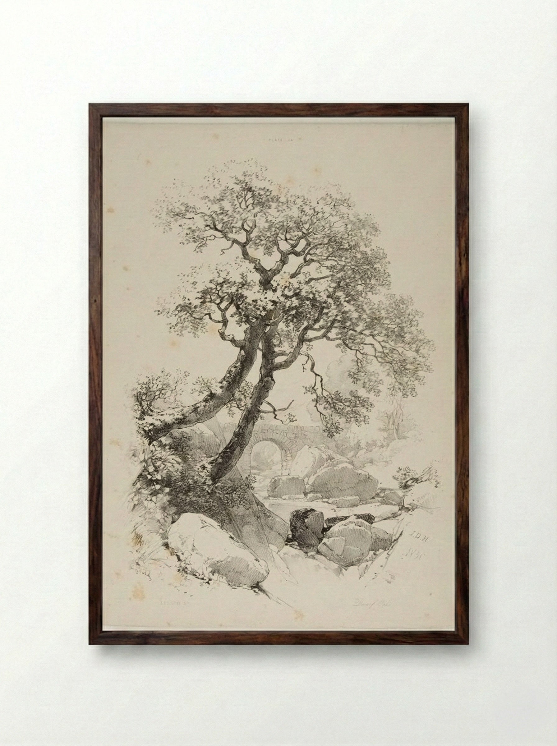 Dwarf Oaks - James Duffield Harding - Framed Print Dark Wood