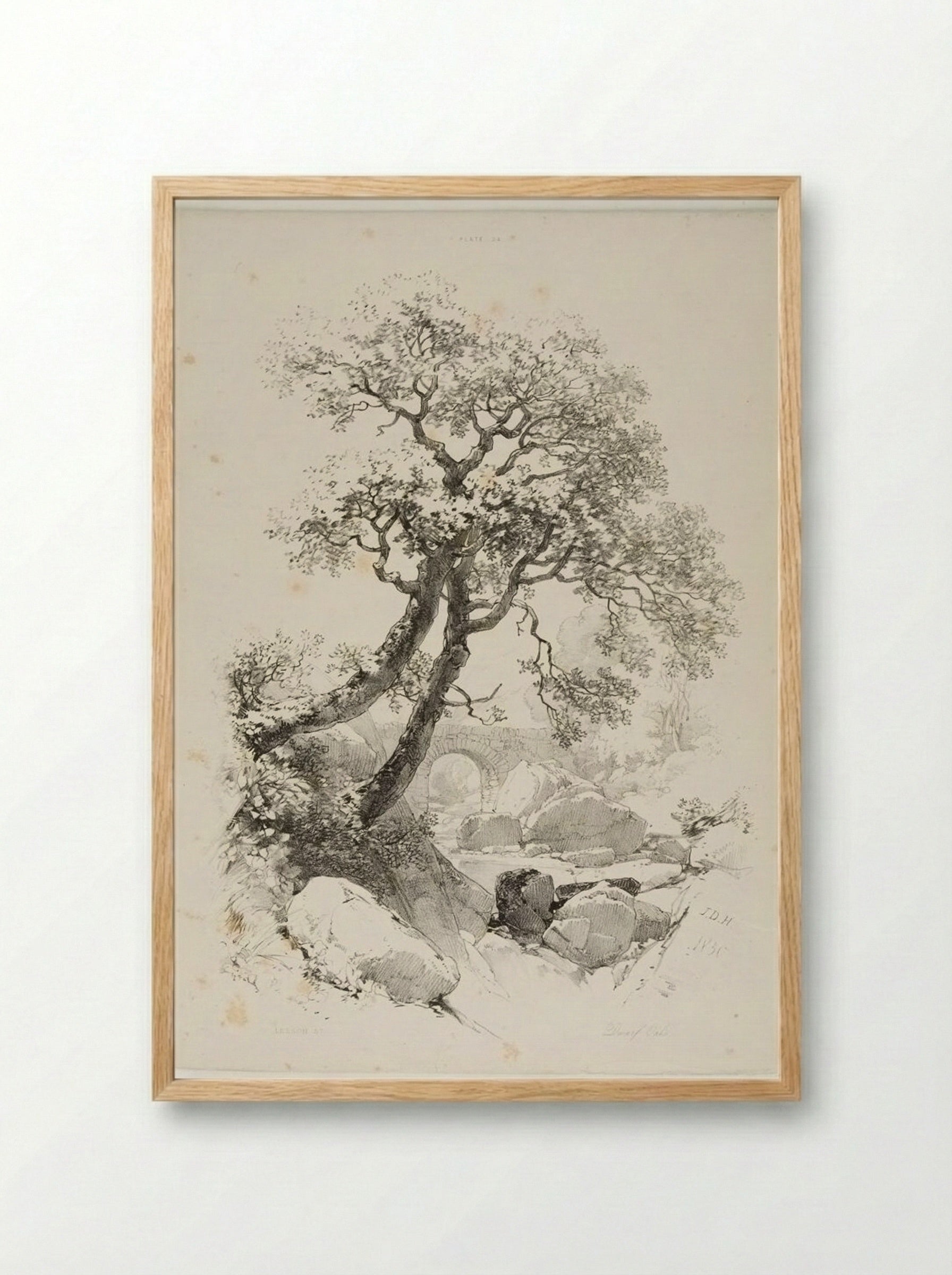 Dwarf Oaks - James Duffield Harding - Framed Print Wood