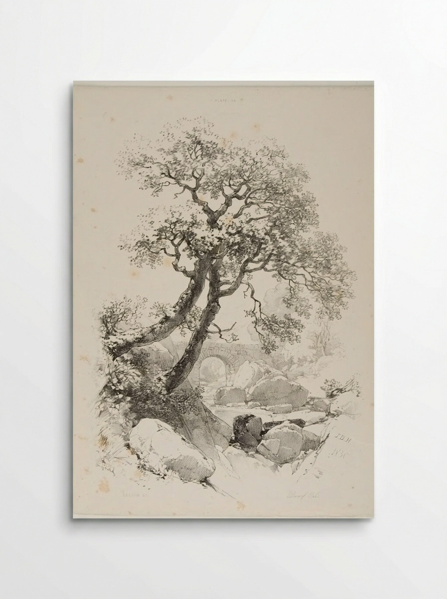 Dwarf Oaks - James Duffield Harding - Poster