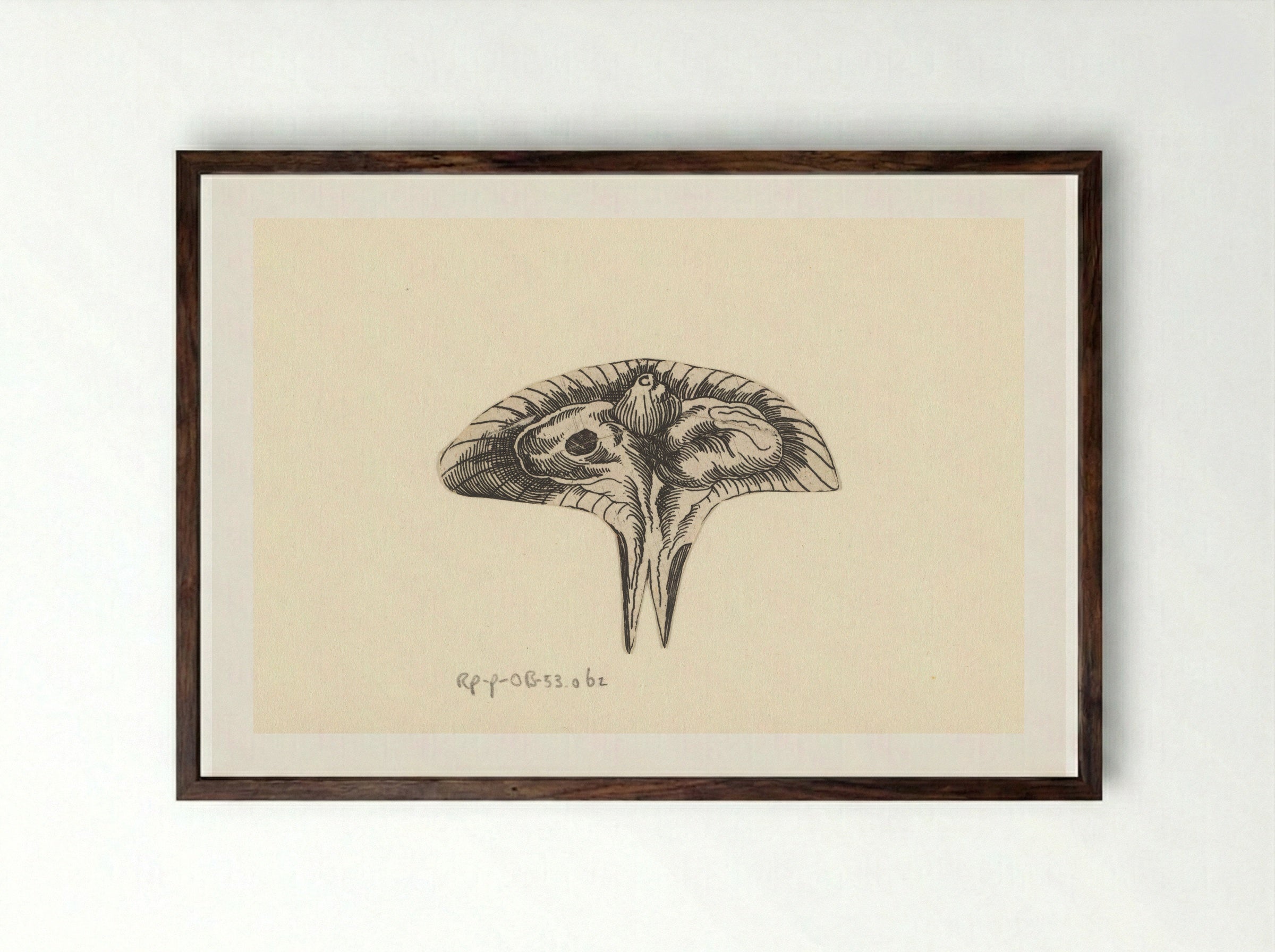 Dwarsdoorsnede baarmoeder - Lucas Kilian - Framed Print Dark Wood