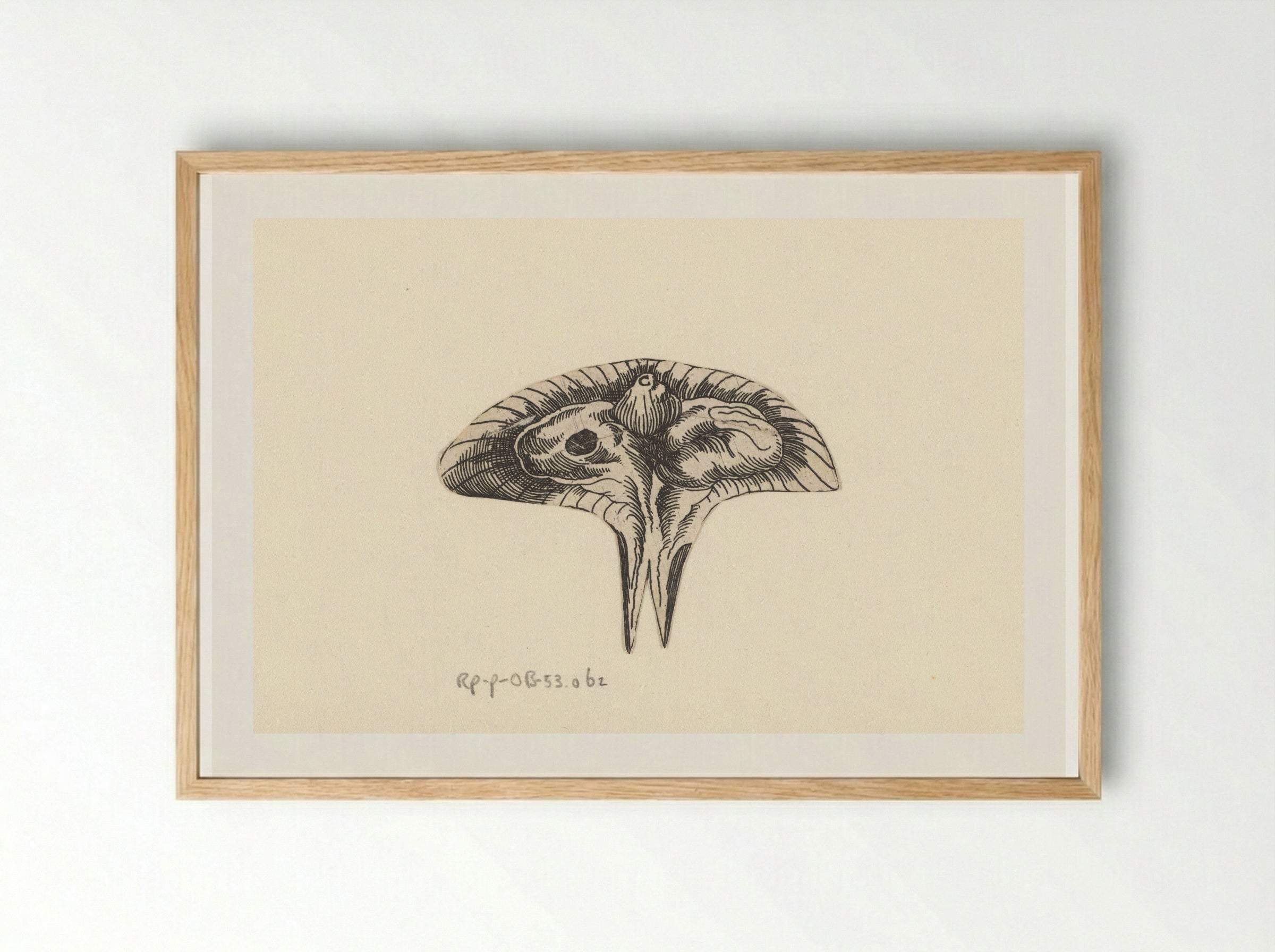 Dwarsdoorsnede baarmoeder - Lucas Kilian - Framed Print Wood
