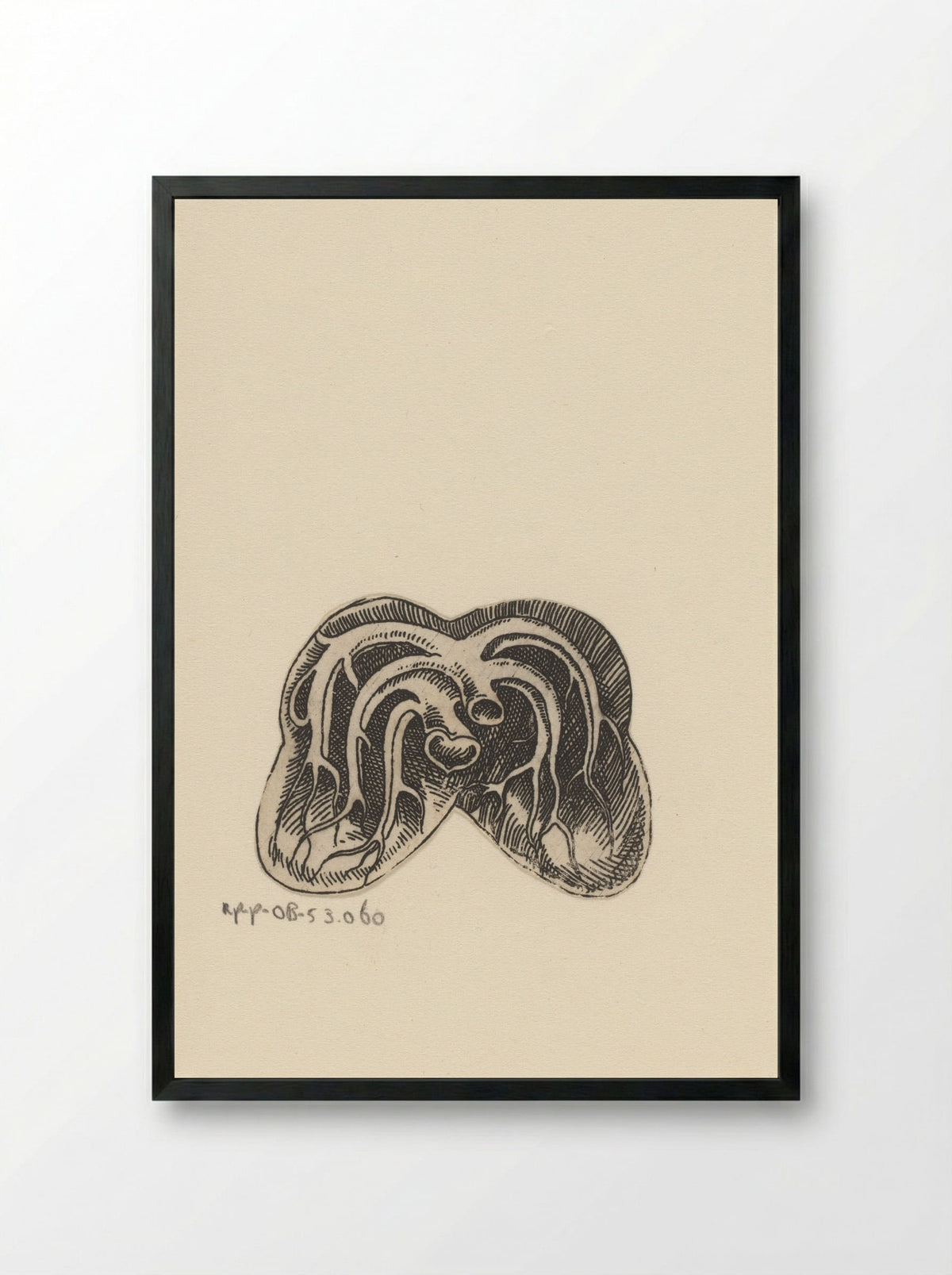Dwarsdoorsnede longen - Lucas Kilian - Framed Print Black