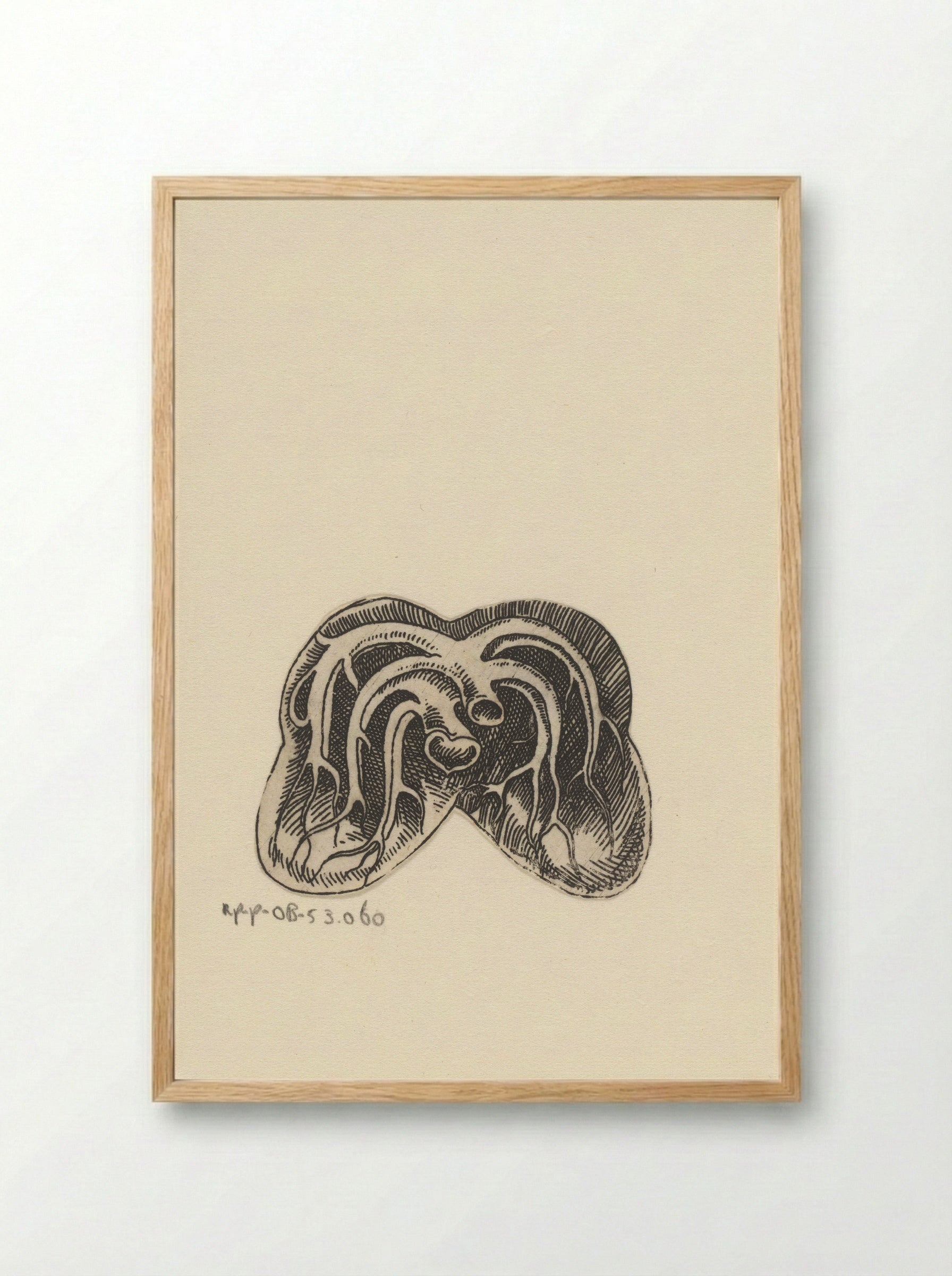 Dwarsdoorsnede longen - Lucas Kilian - Framed Print Wood