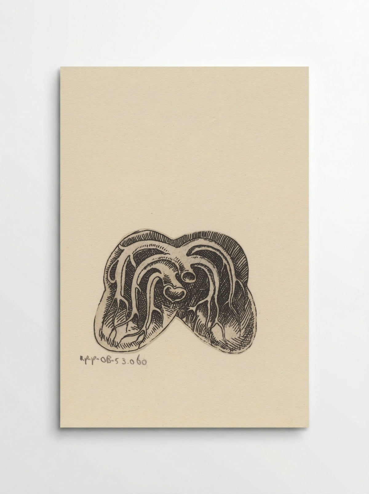 Dwarsdoorsnede longen - Lucas Kilian - Poster