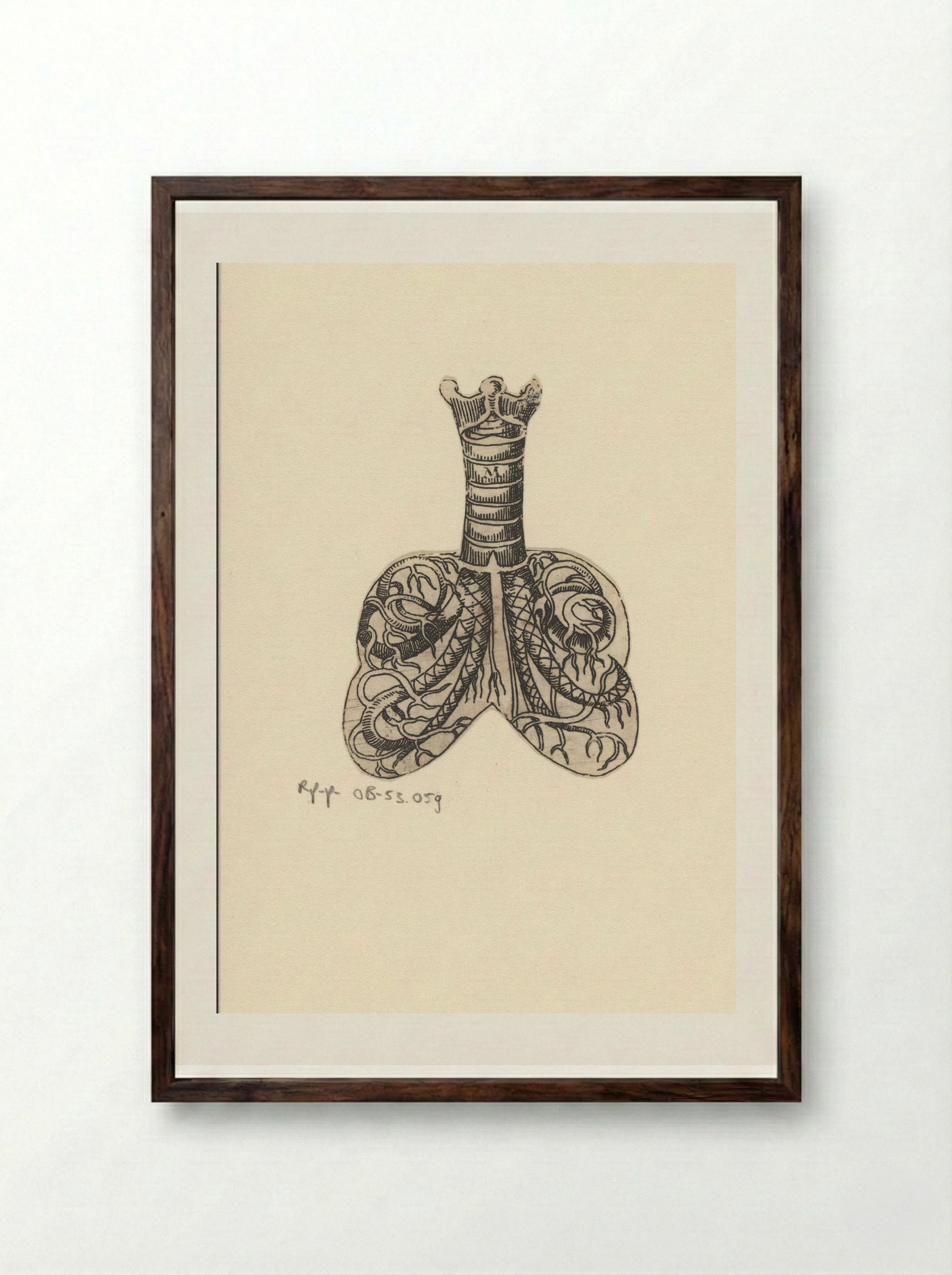Dwarsdoorsnede luchtpijp en longen - Lucas Kilian - Framed Print Dark Wood