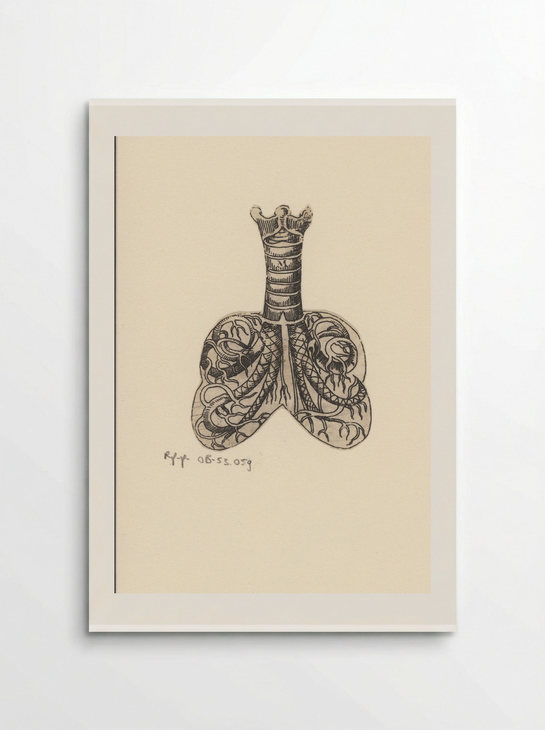 Dwarsdoorsnede luchtpijp en longen - Lucas Kilian - Poster