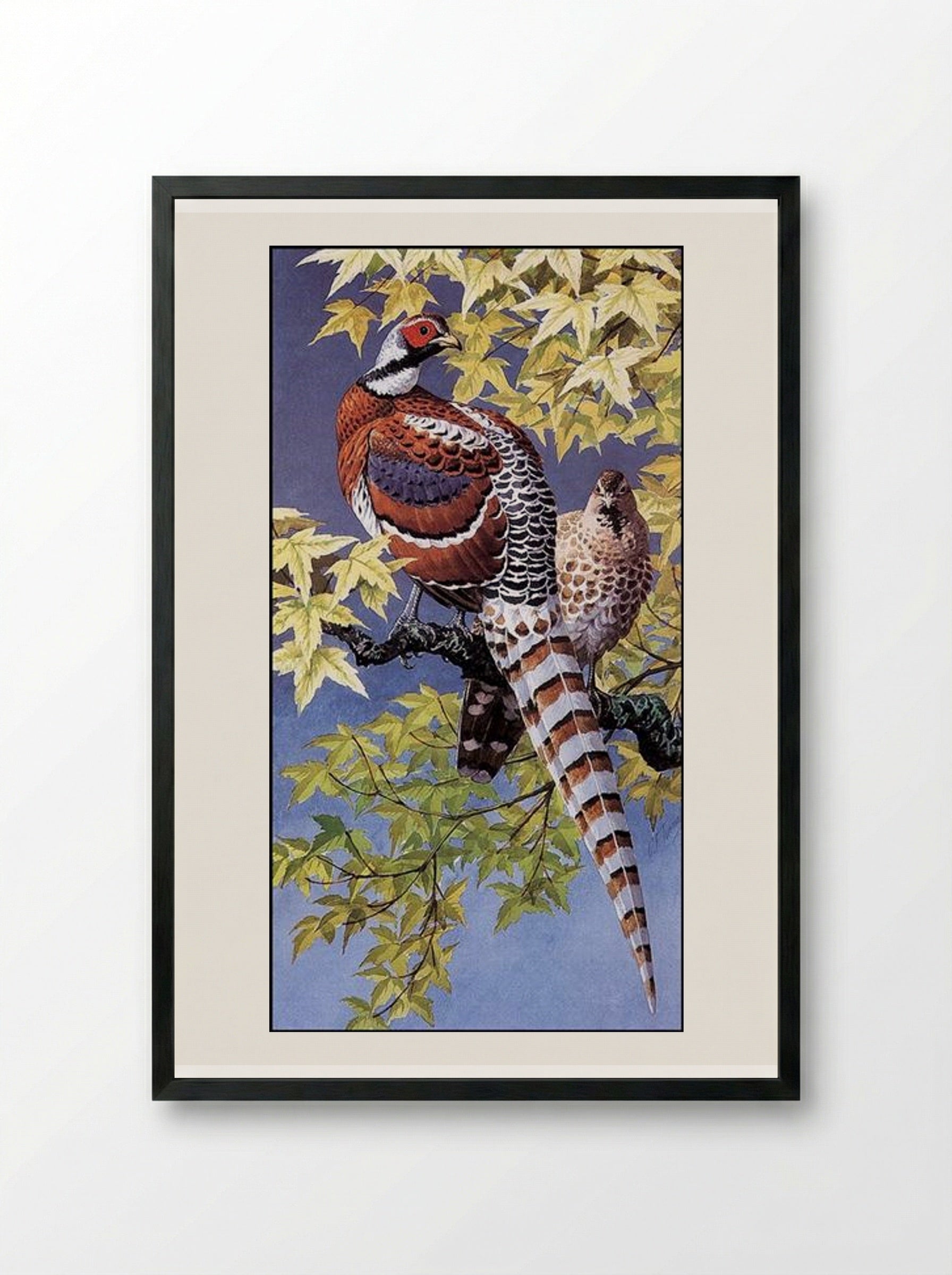 Elliot's Pheasants - Charles Tunnicliffe - Framed Print Black