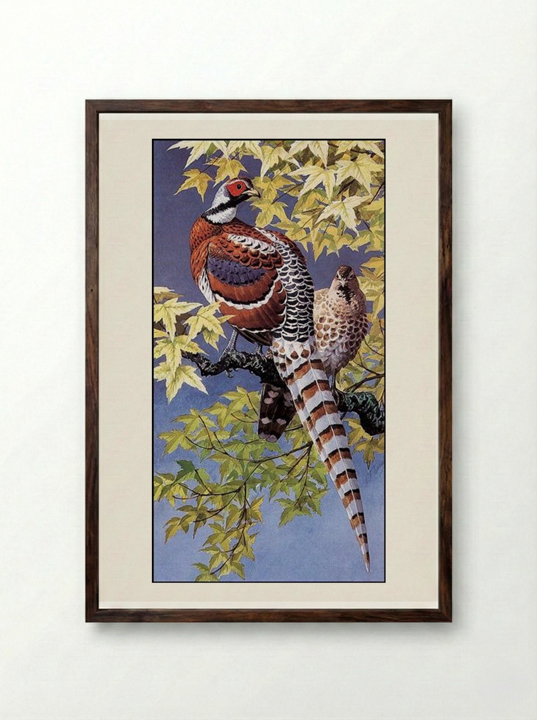 Elliot's Pheasants - Charles Tunnicliffe - Framed Print Dark Wood