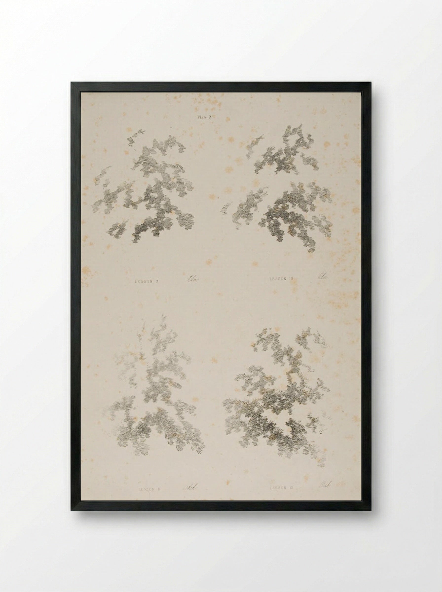 Elm, Ash, and Oak - James Duffield Harding - Framed Print Black