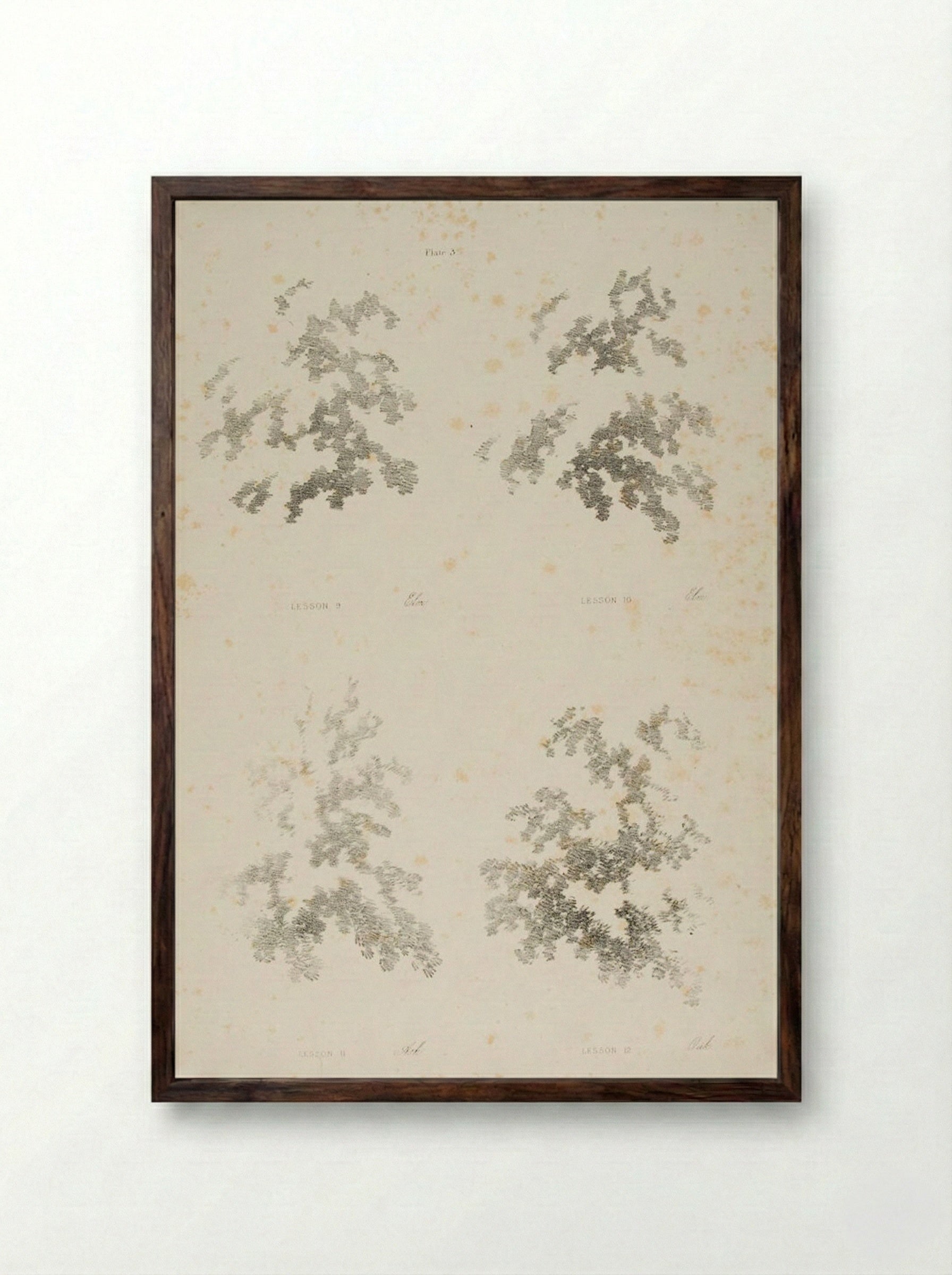 Elm, Ash, and Oak - James Duffield Harding - Framed Print Dark Wood