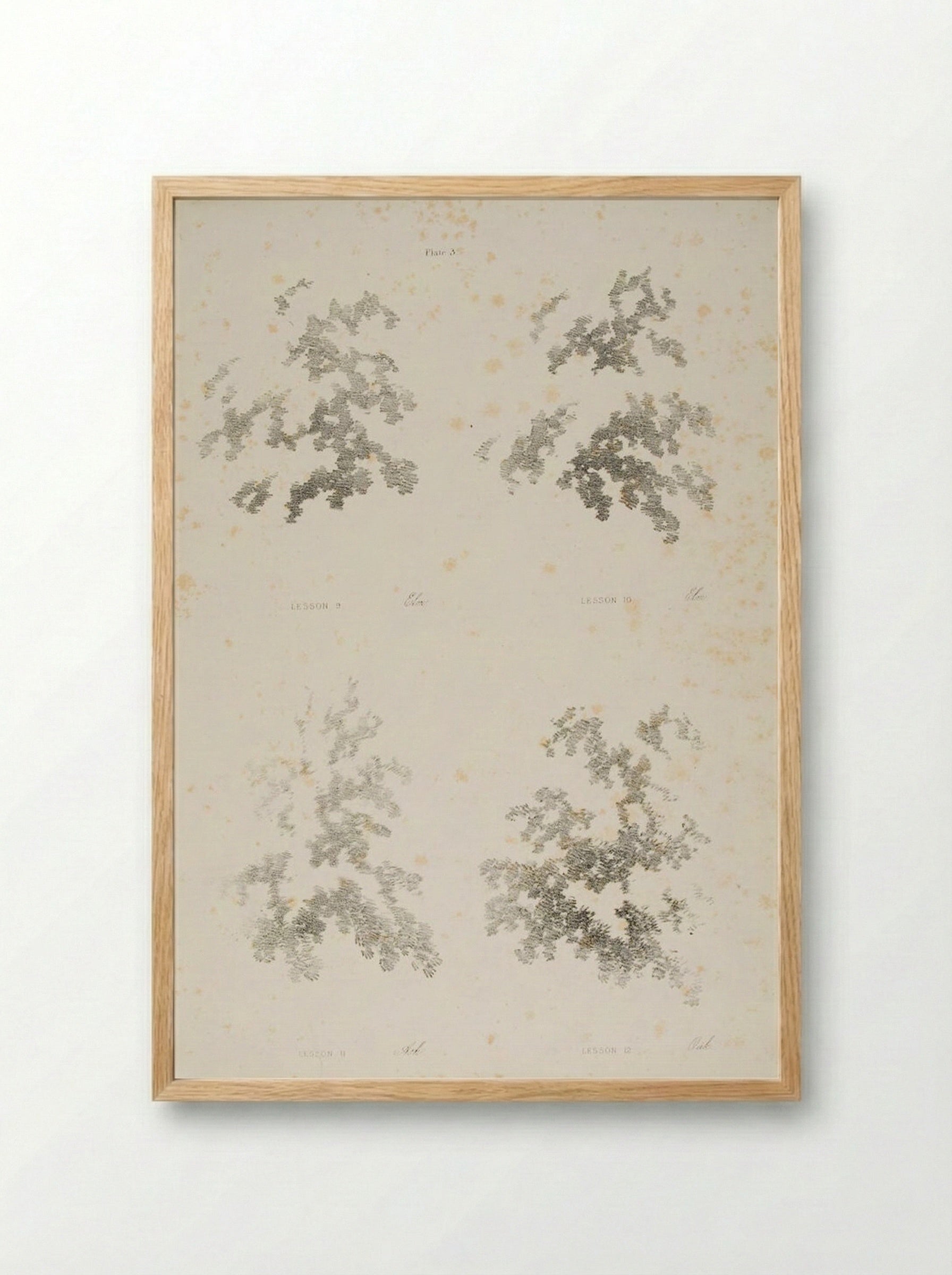 Elm, Ash, and Oak - James Duffield Harding - Framed Print Wood