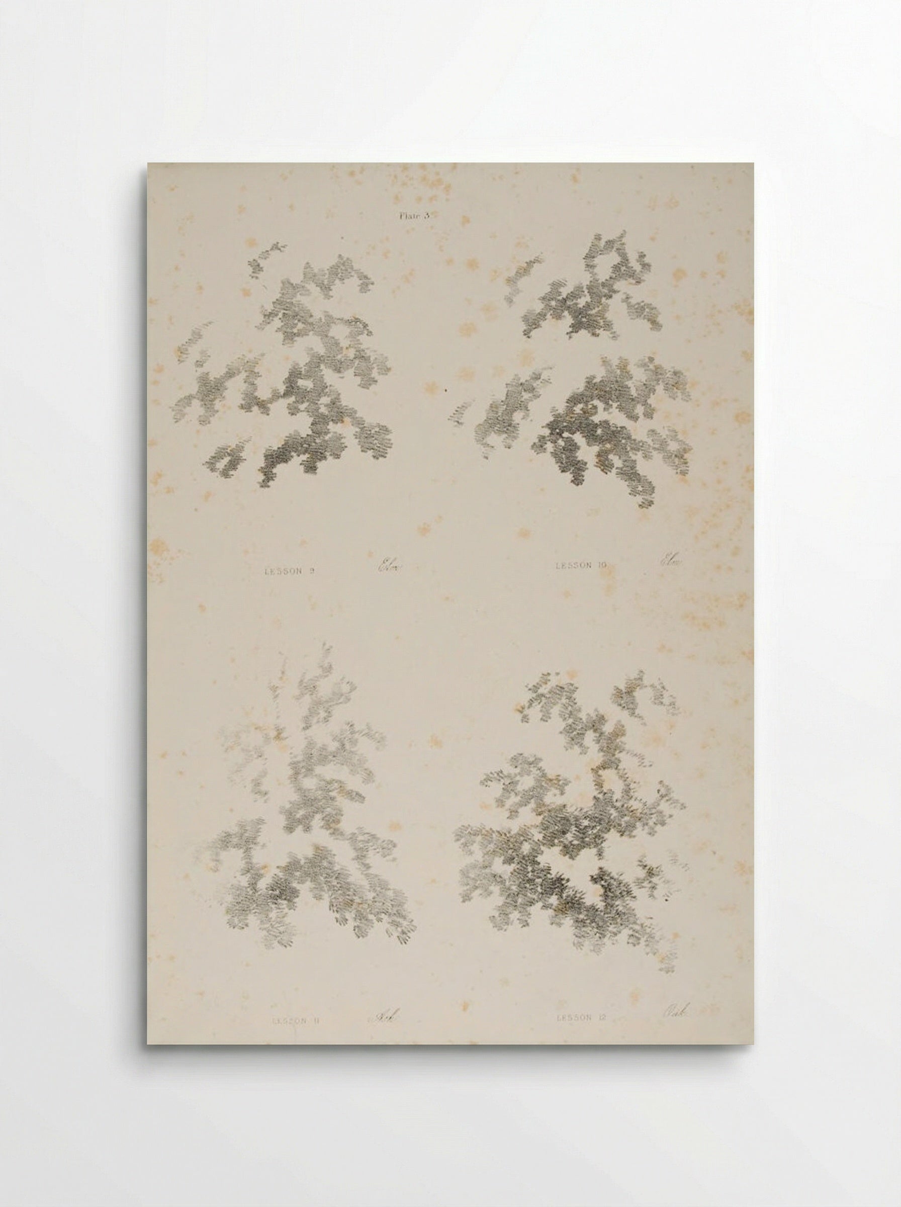 Elm, Ash, and Oak - James Duffield Harding - Poster