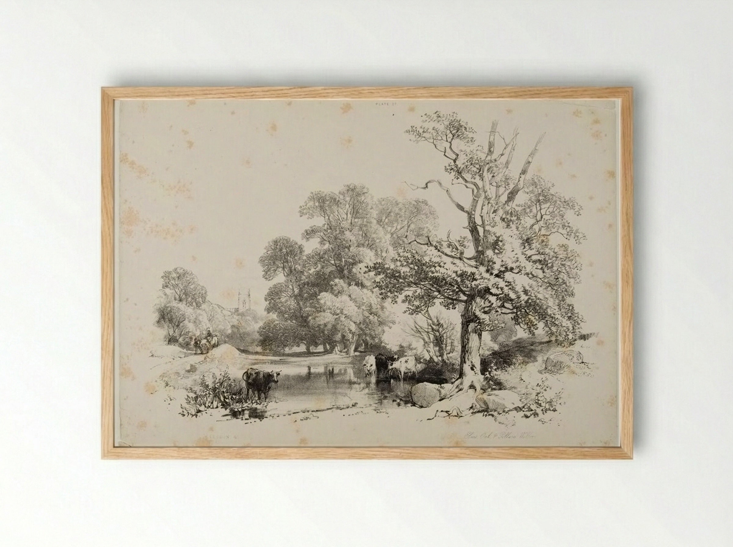 Elms, Oak and Pollard Willow - James Duffield Harding - Framed Print Wood