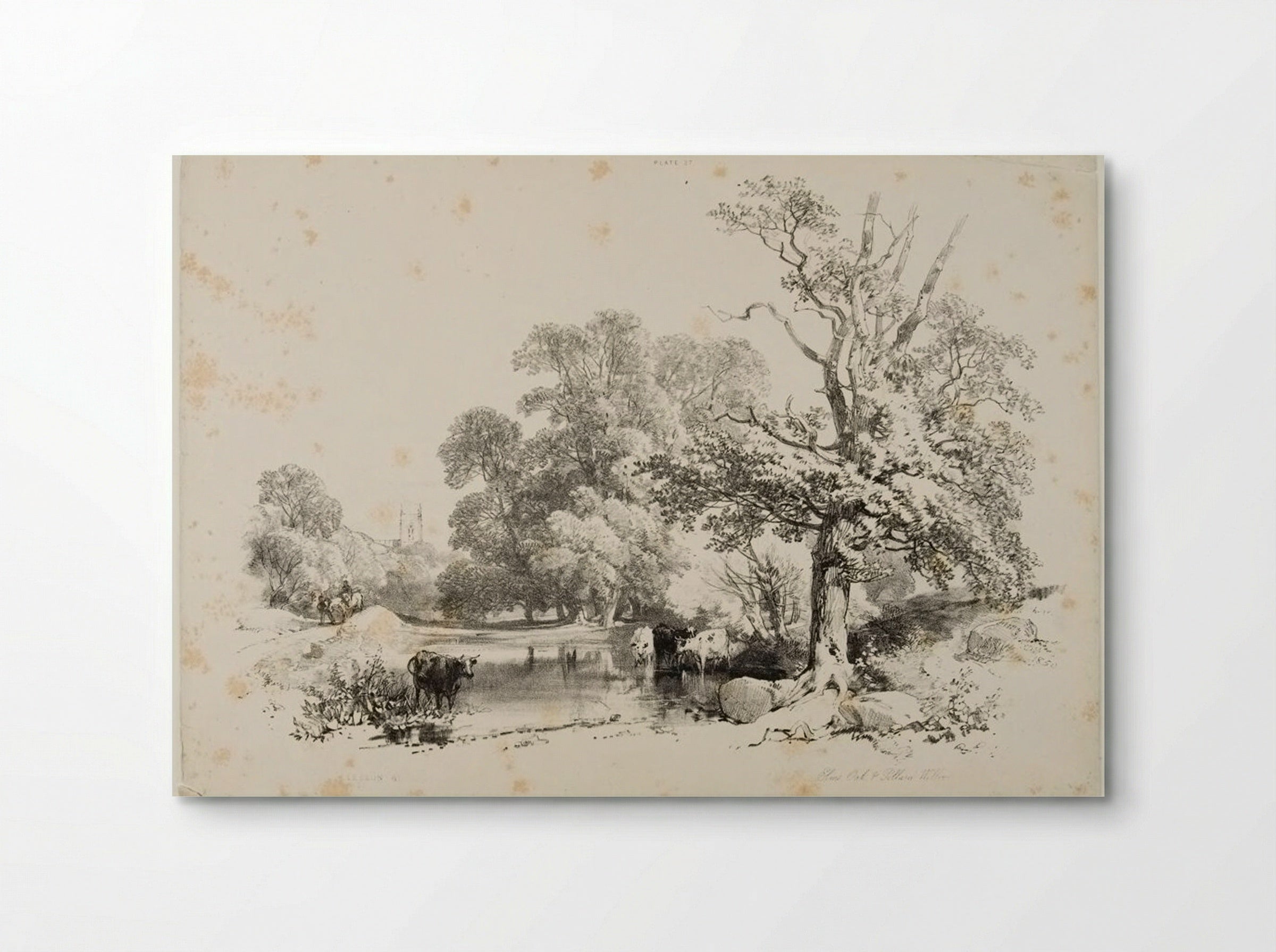 Elms, Oak and Pollard Willow - James Duffield Harding - Poster