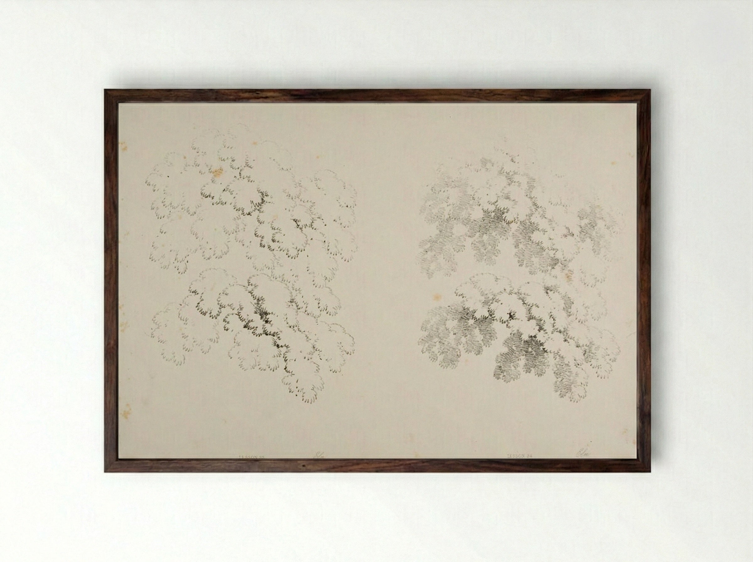 Elms (Study of Foliage) - James Duffield Harding - Framed Print Dark Wood