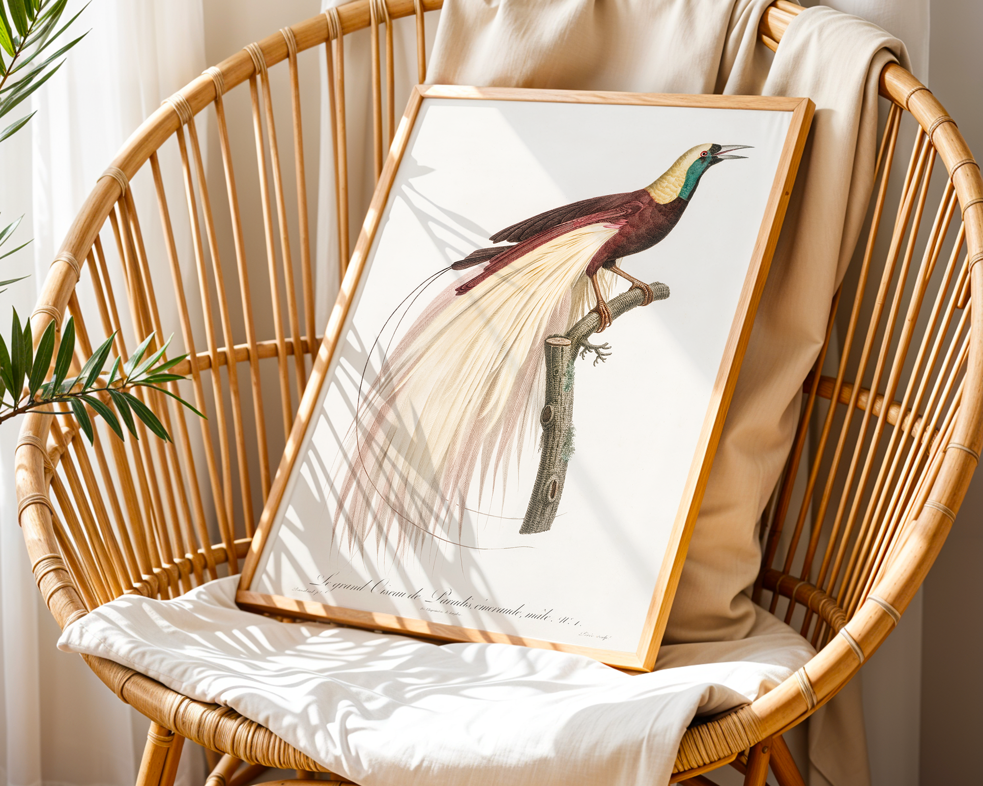 Emperor-bird-of-paradise,-male-from-Histoire-Naturelle-des-Oiseaux-de-Paradis-et-Des-Rolliers-(1806)-by-Jacques-Barraband_final mockup