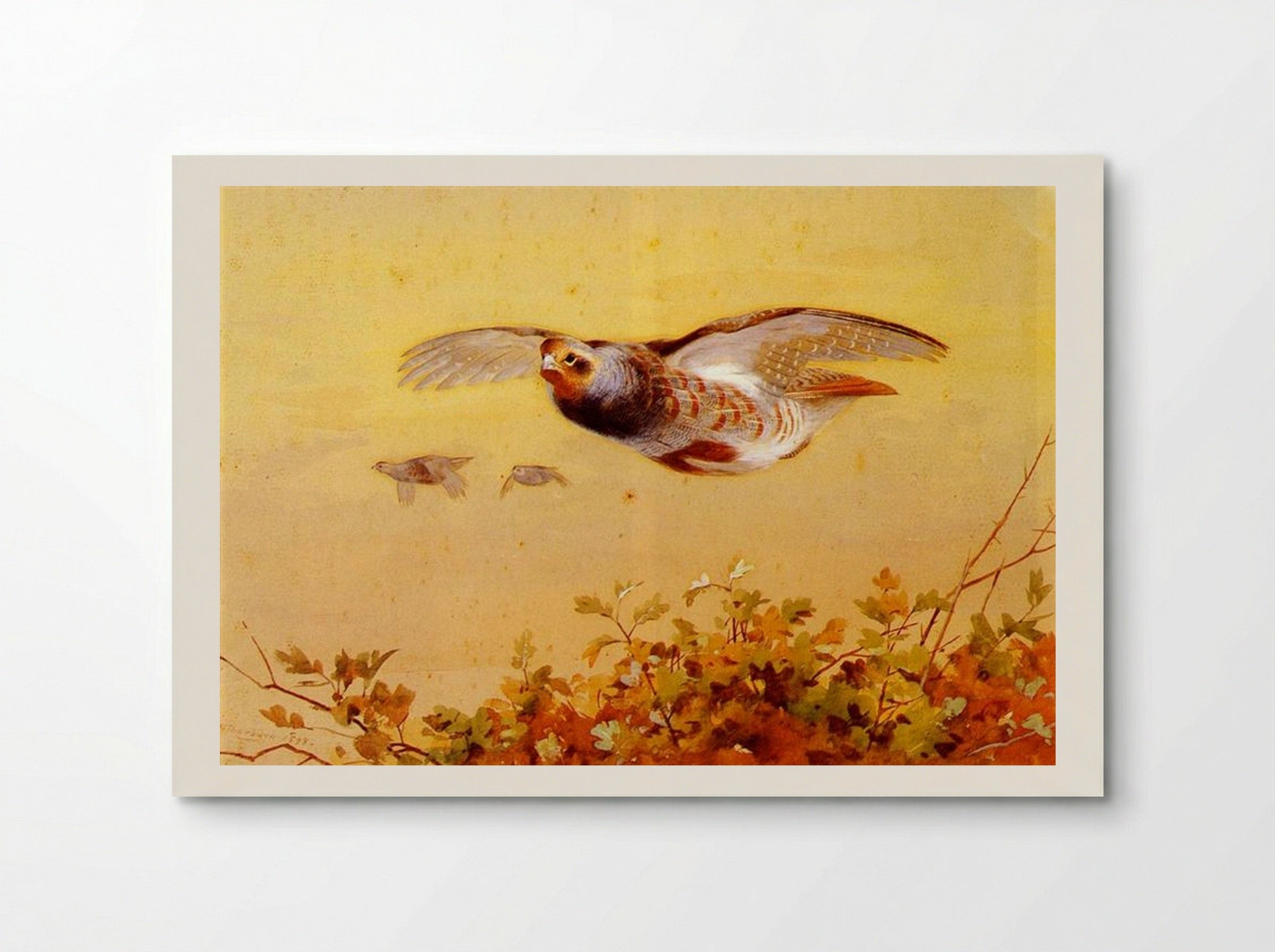 English Partridge In Flight - Archibald Thorburn - Poster