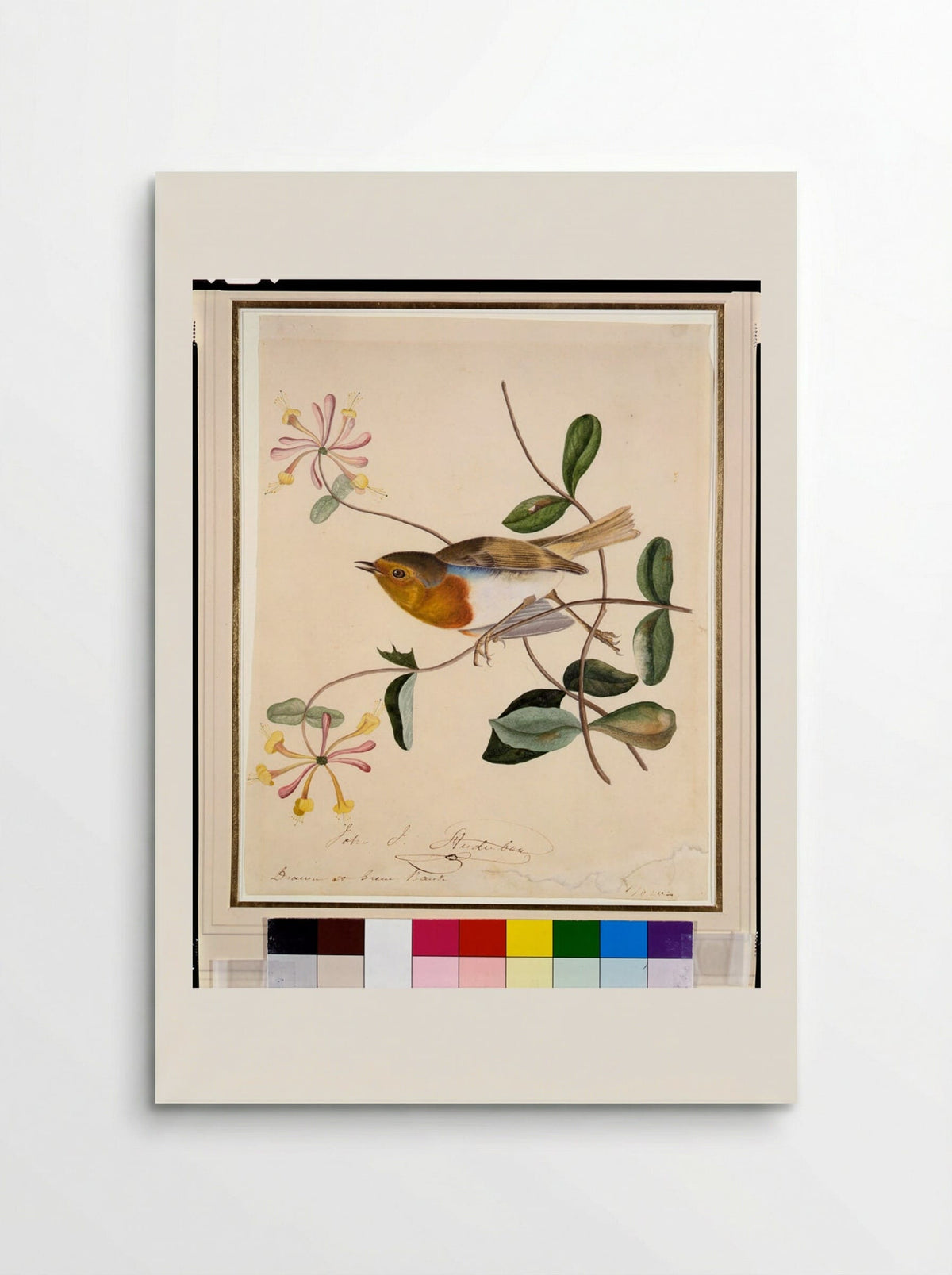 English Robin - John James Audubon - Poster