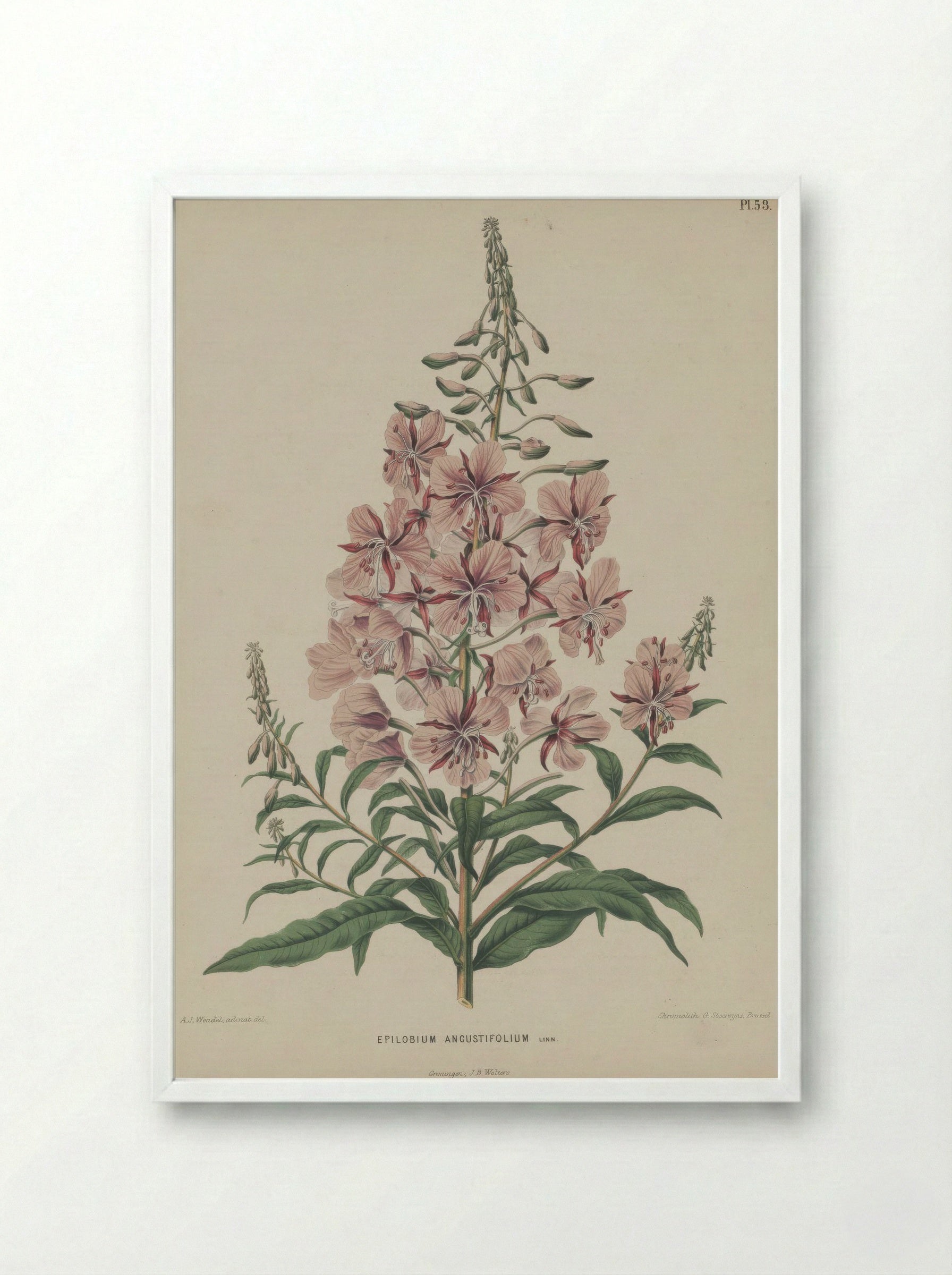 Epilobium Angustifolium L. - A. J. Wendel - Framed Print White