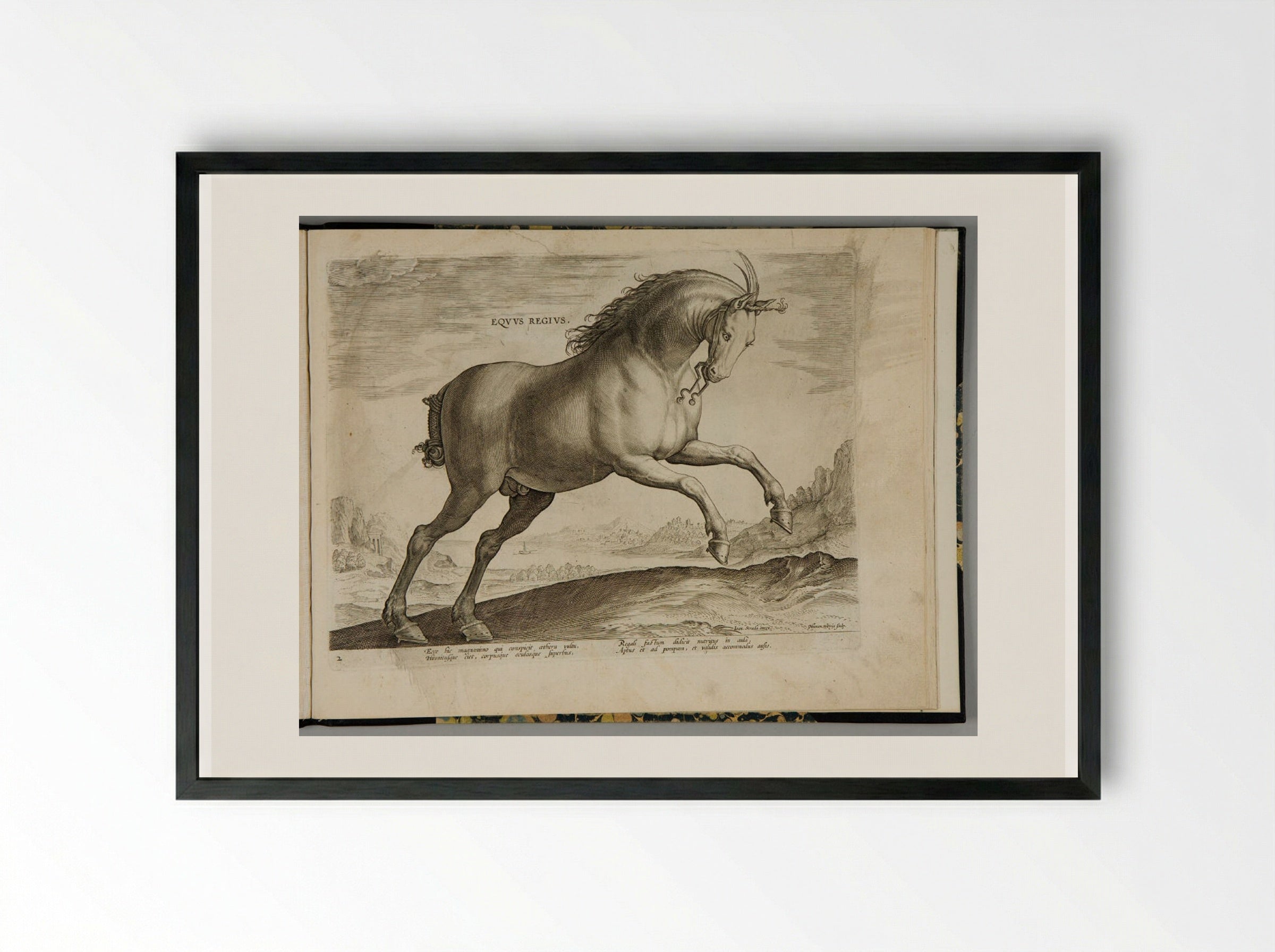 Eqvile Ioannis Avstriaci Caroli V - Hieronymus Wierix - Framed Print Black