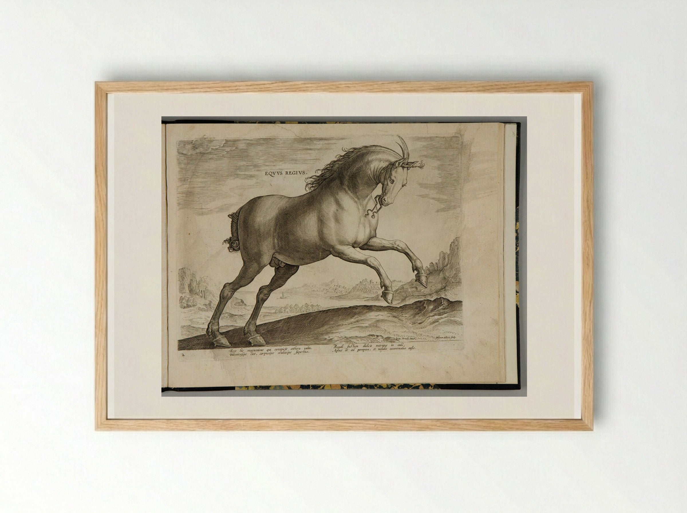 Eqvile Ioannis Avstriaci Caroli V - Hieronymus Wierix - Framed Print Wood