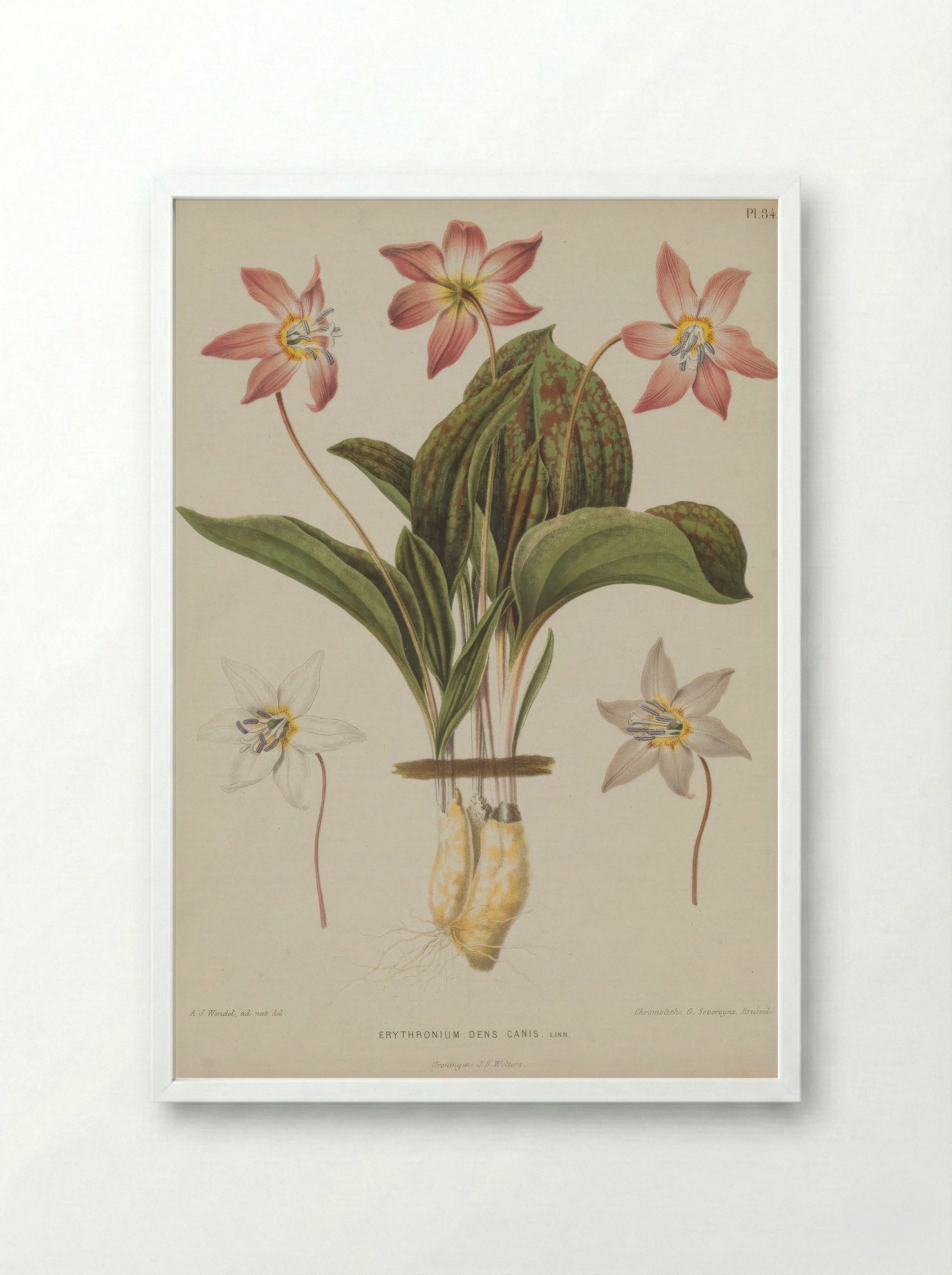 Erythronium Dens Canis L. - A. J. Wendel - Framed Print White