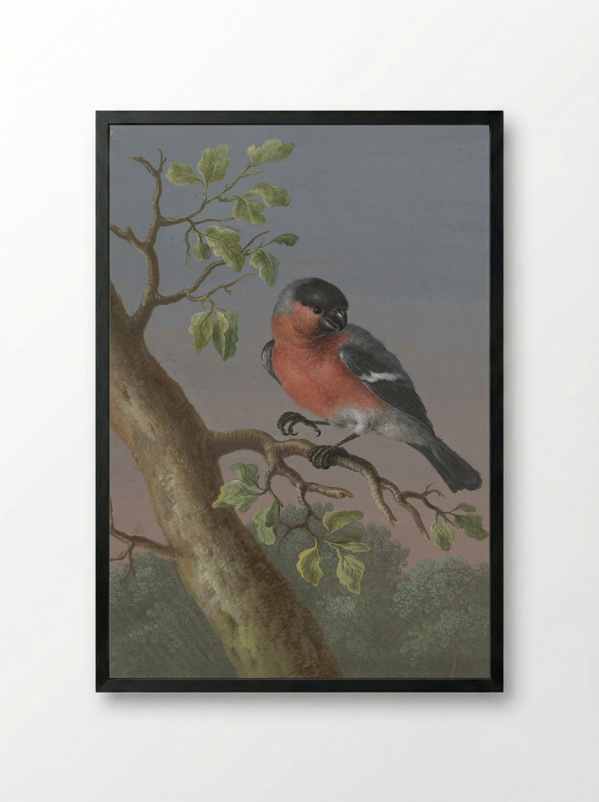 Eurasian Bullfinch - Barbara Regina Dietzsch - Framed Print Black