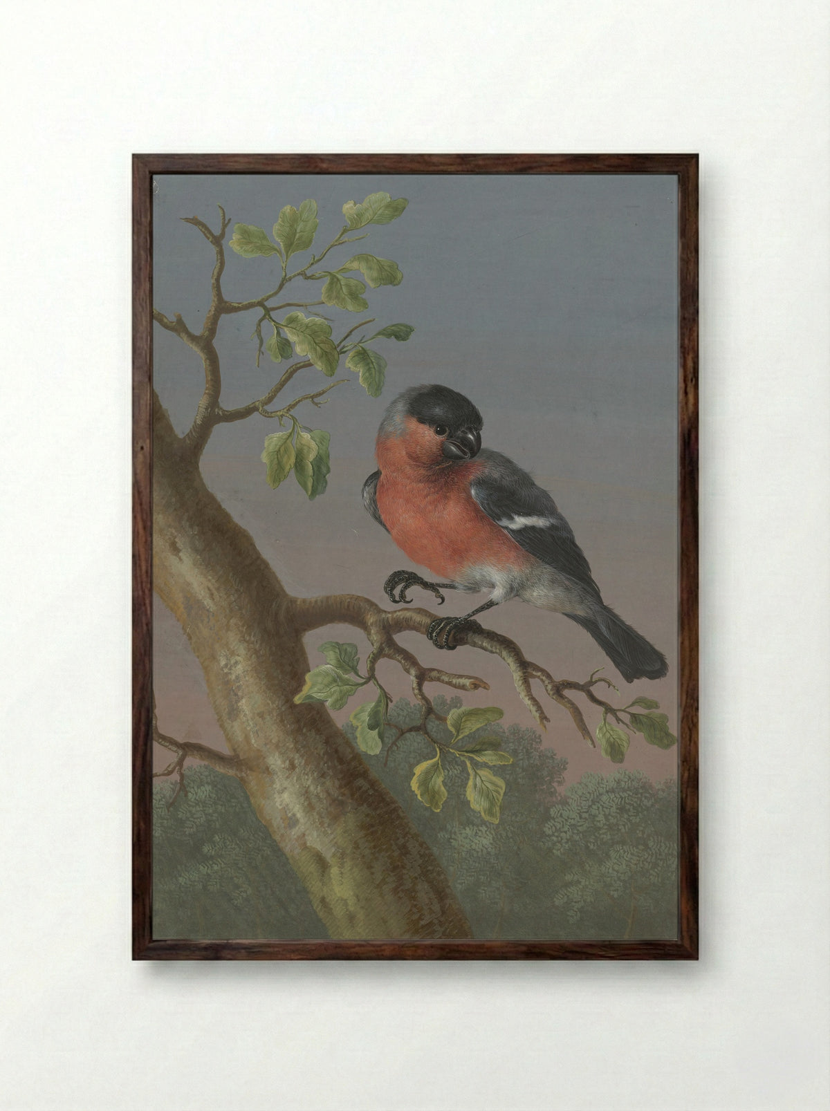 Eurasian Bullfinch - Barbara Regina Dietzsch - Framed Print Dark Wood