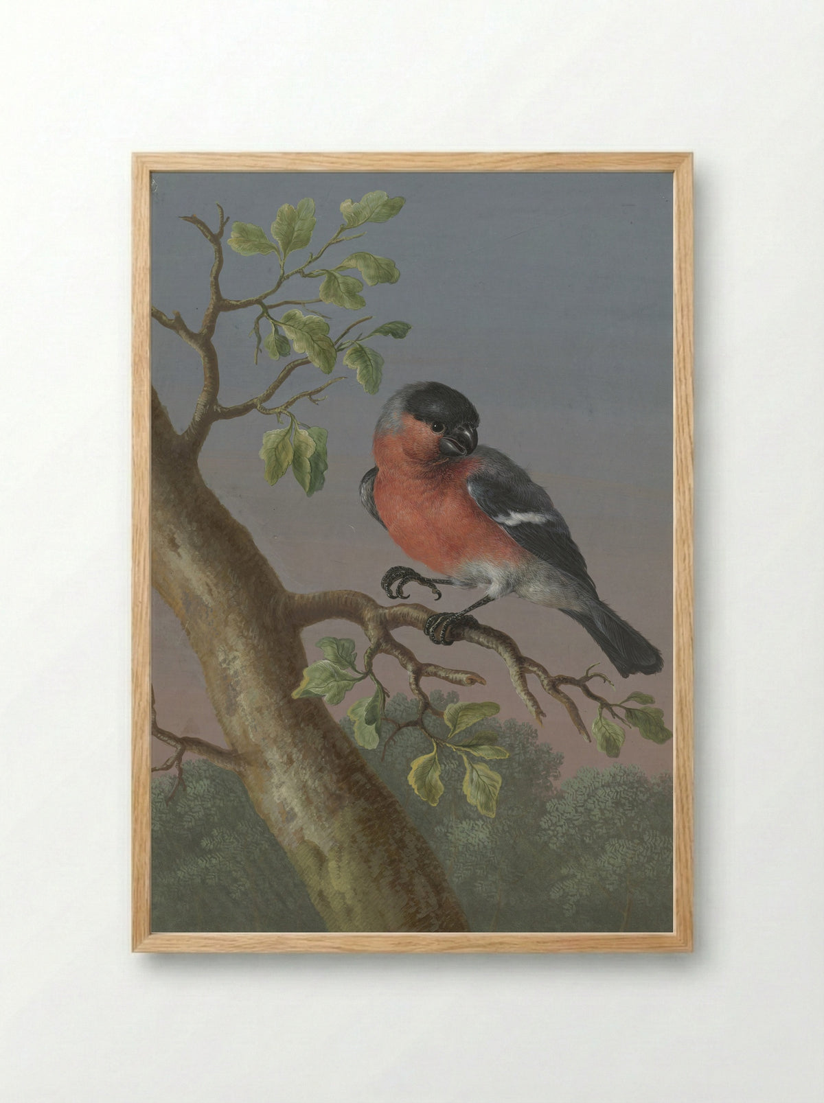 Eurasian Bullfinch - Barbara Regina Dietzsch - Framed Print Wood