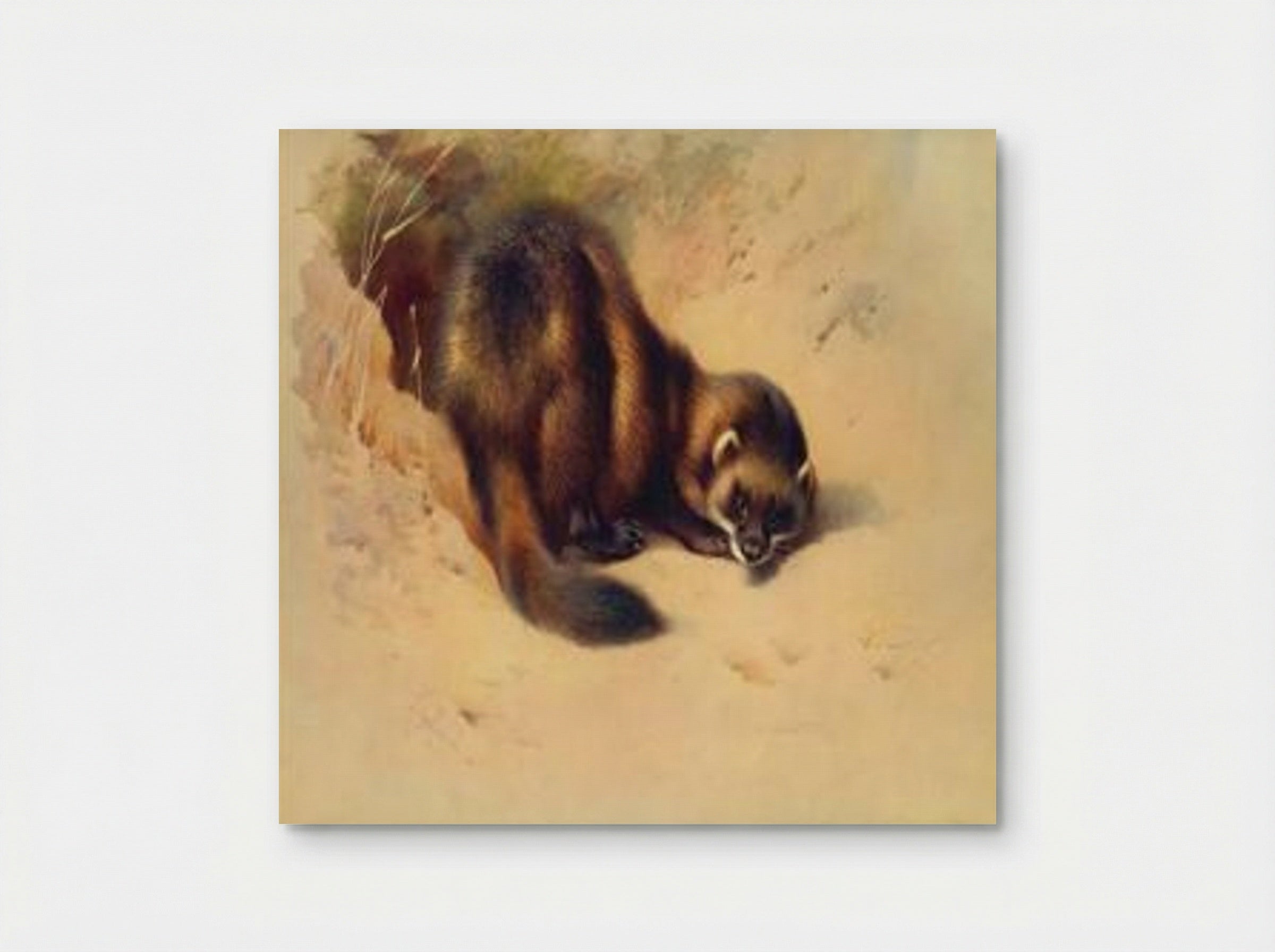 European Polecat - Archibald Thorburn - Poster