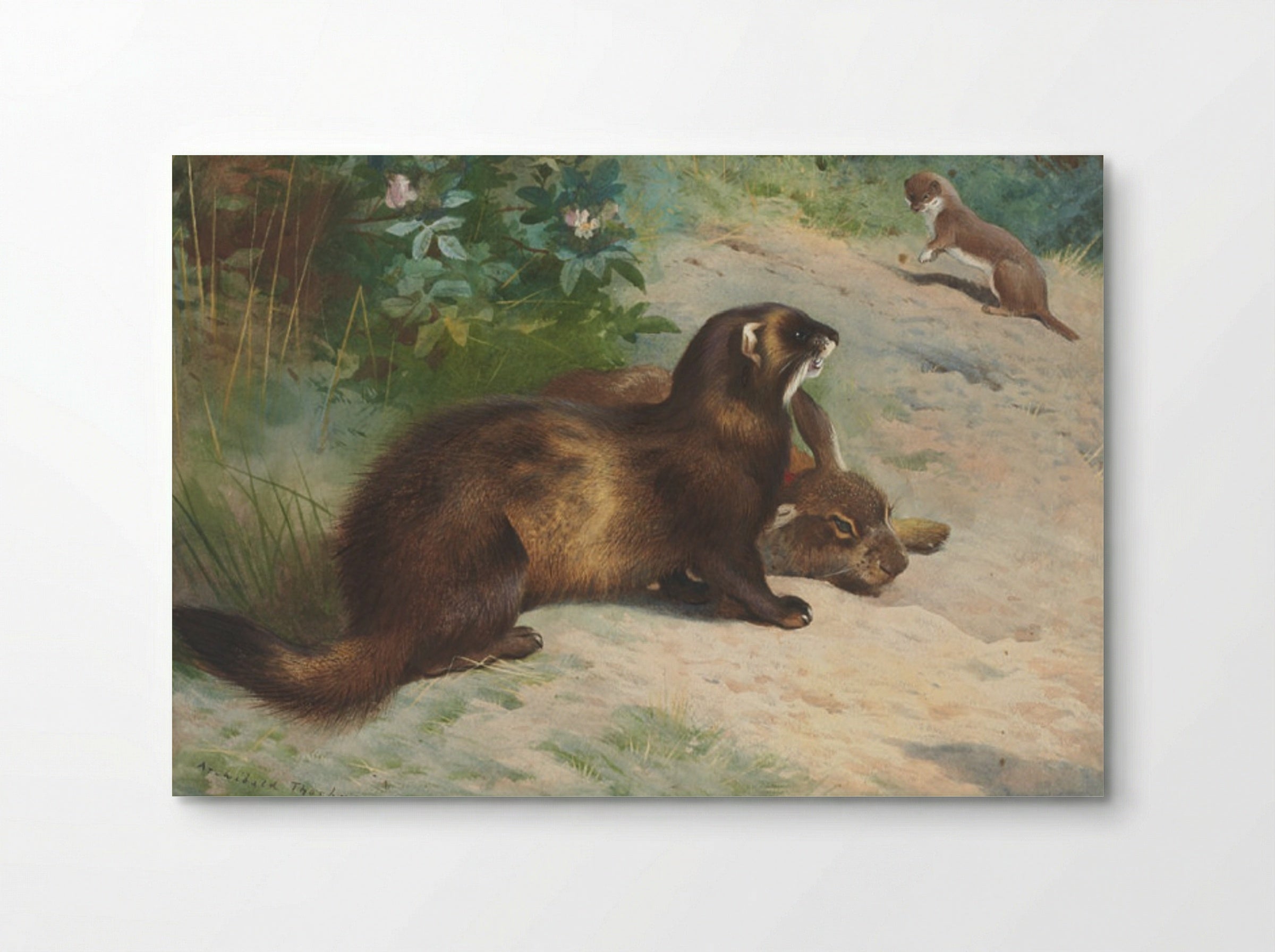 European polecat defending a rabbit carcass from a least weasel - Archibald Thorburn - Poster