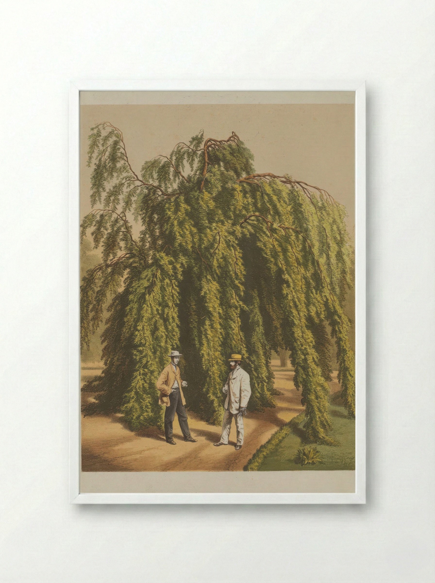 Fagus Sylvatica L - A. J. Wendel - Framed Print White
